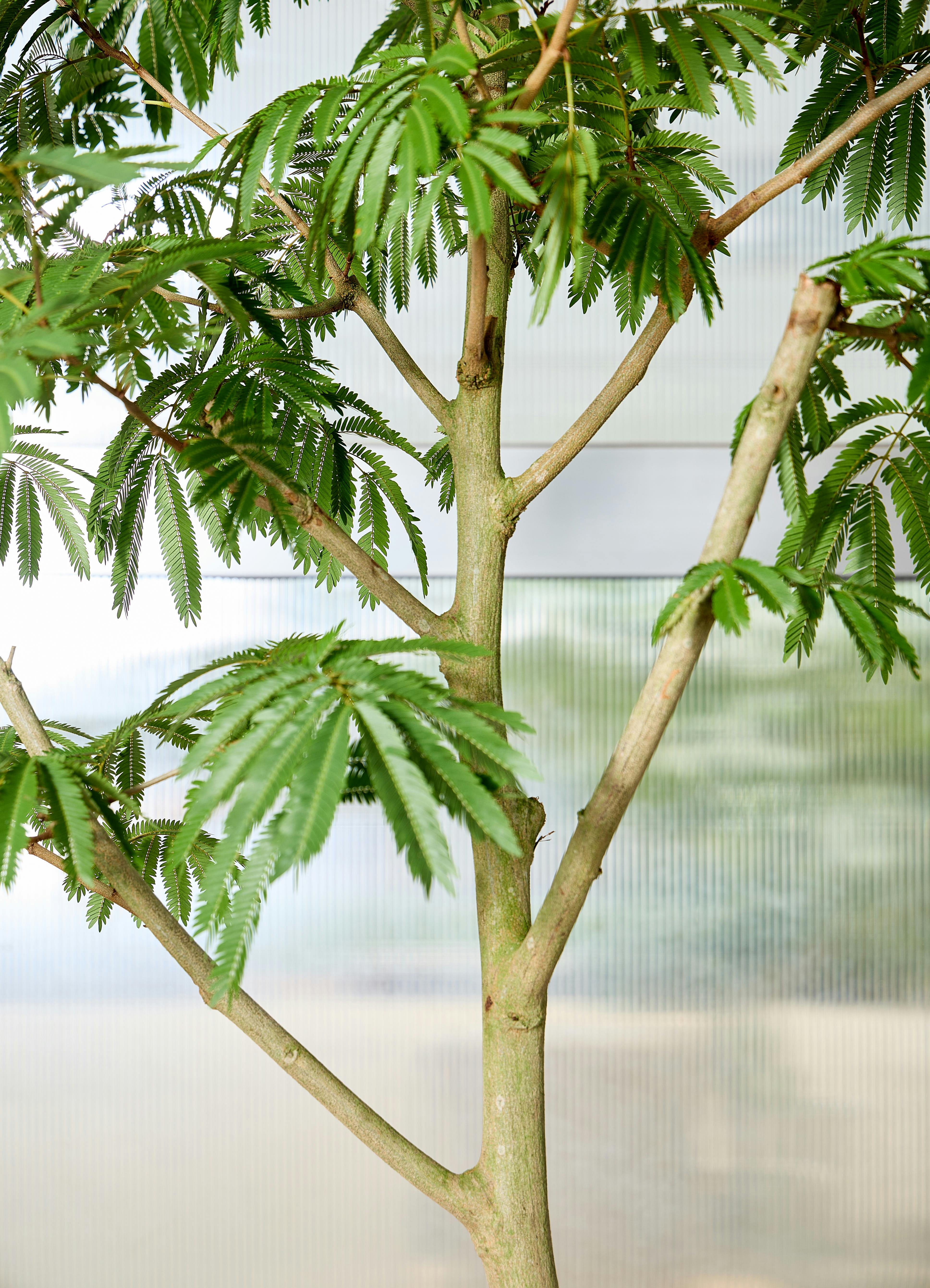 観葉植物 エバーフレッシュ 【210cm】 10号 曲り #72048 ※1都3県配送