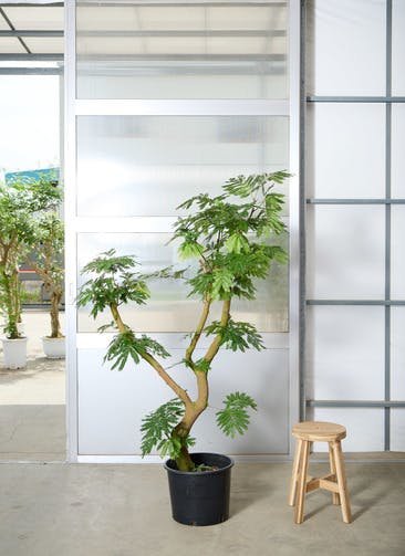 観葉植物 エバーフレッシュ 【170cm】 10号 曲り #72073 | 観葉植物