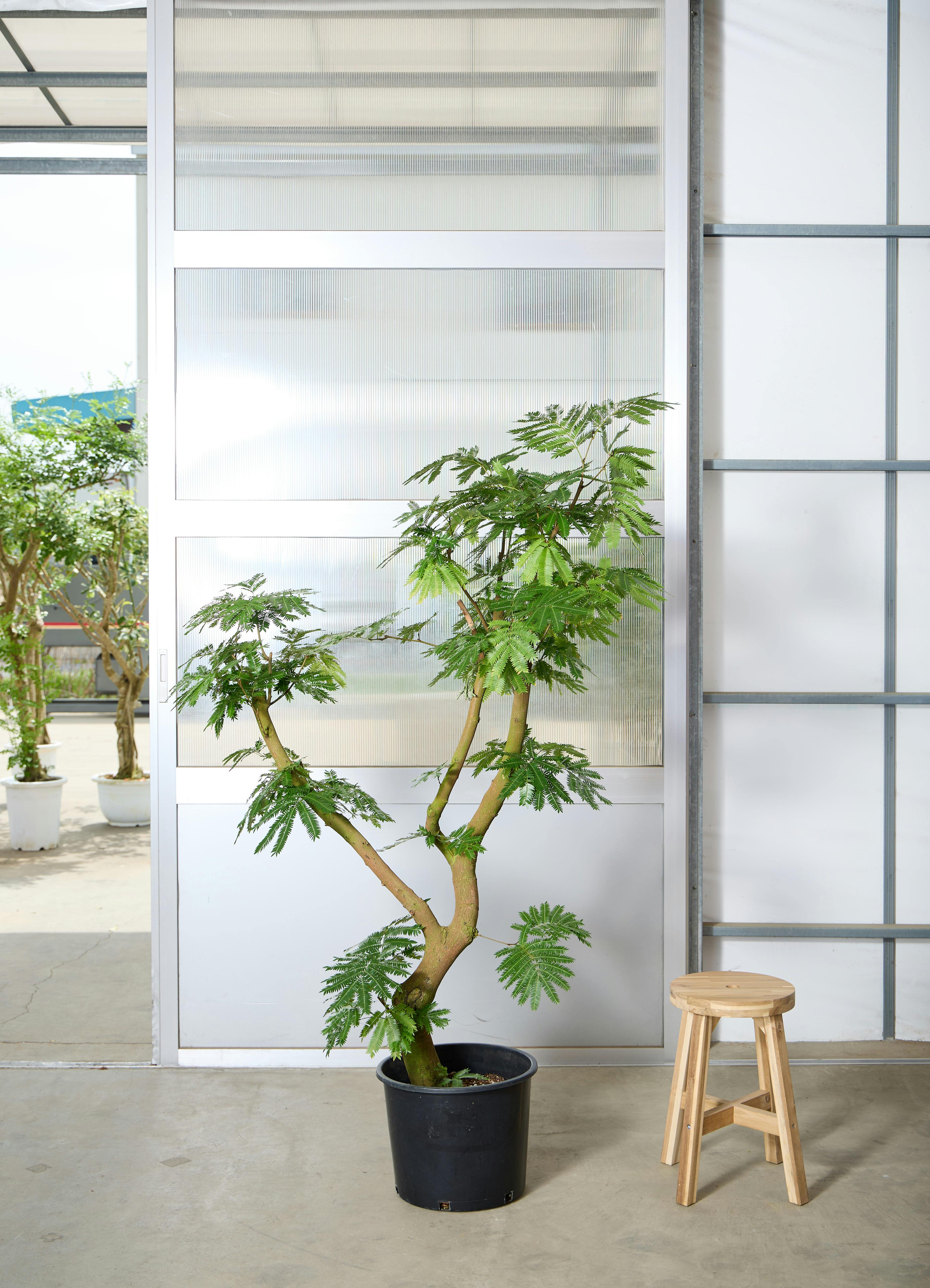 大きな観葉植物エバーグリーン 観葉植物 エバーフレッシュ 6号 プラスチック鉢 Eco Stone (エコ