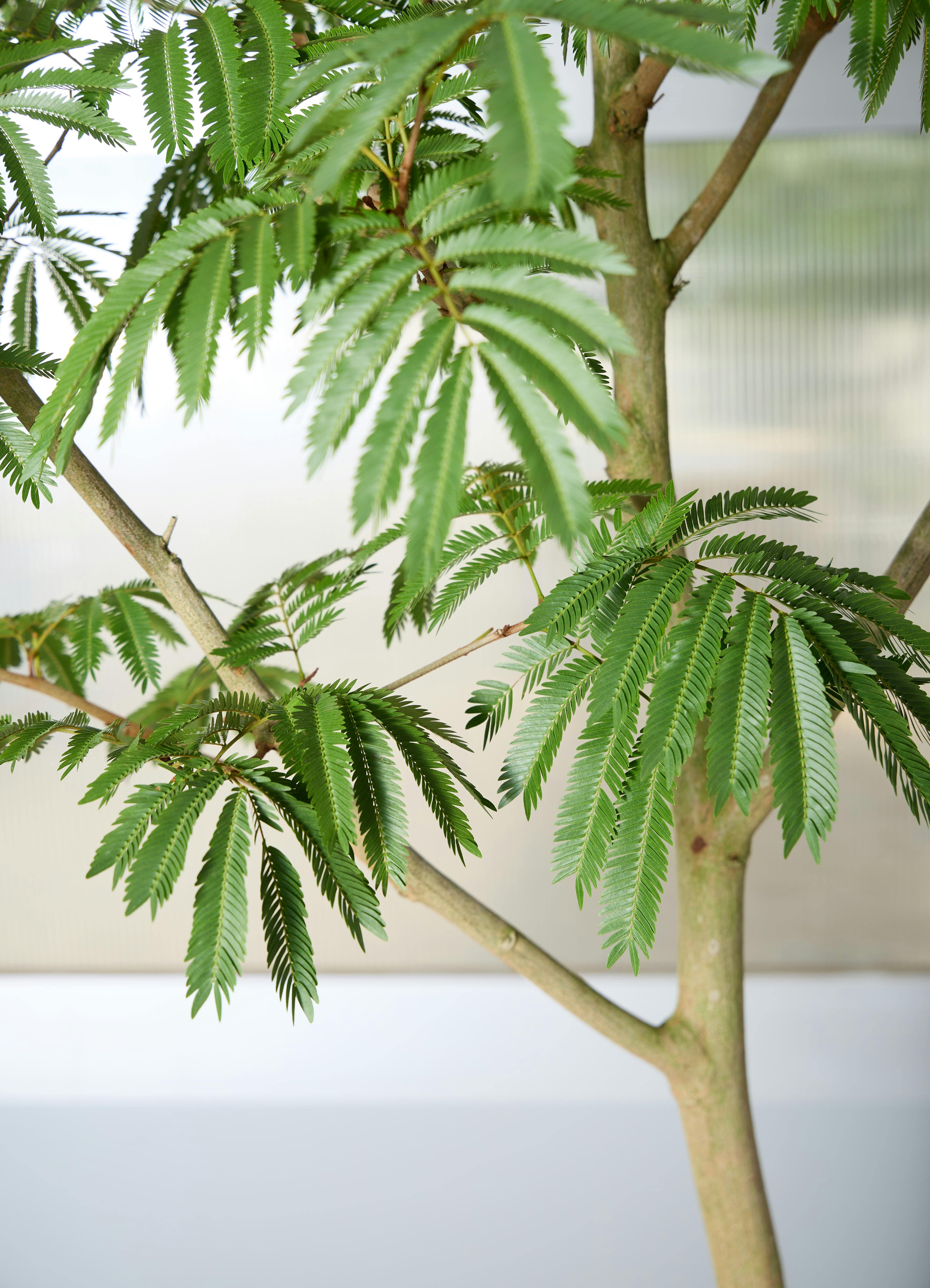 観葉植物 エバーフレッシュ 【210cm】 10号 曲り #72048 ※1都3県配送