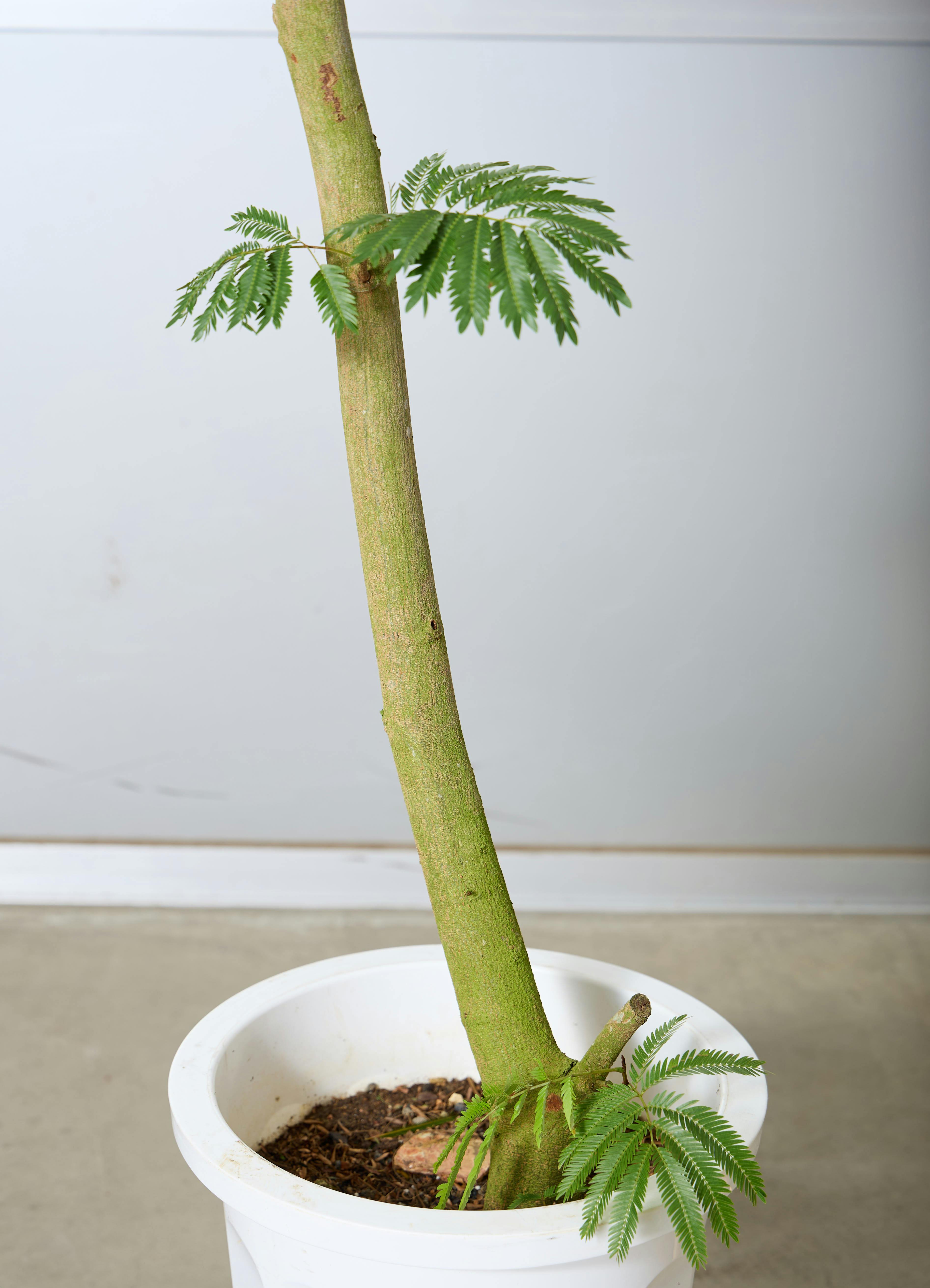 観葉植物 エバーフレッシュ 【210cm】 10号 曲り #72048 ※1都3県配送