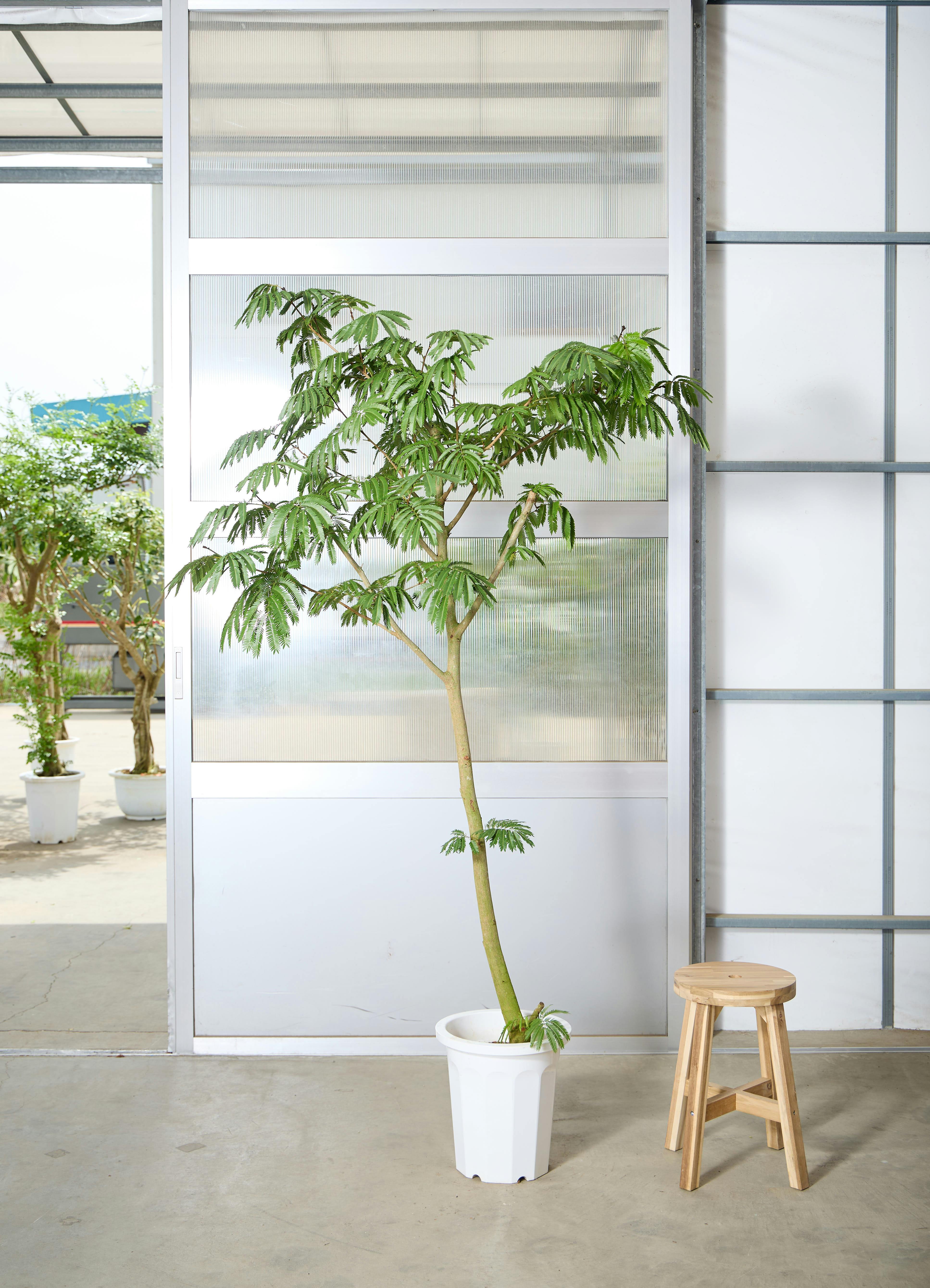 エバーフレッシュ | 観葉植物の通販ならHitoHana（ひとはな）