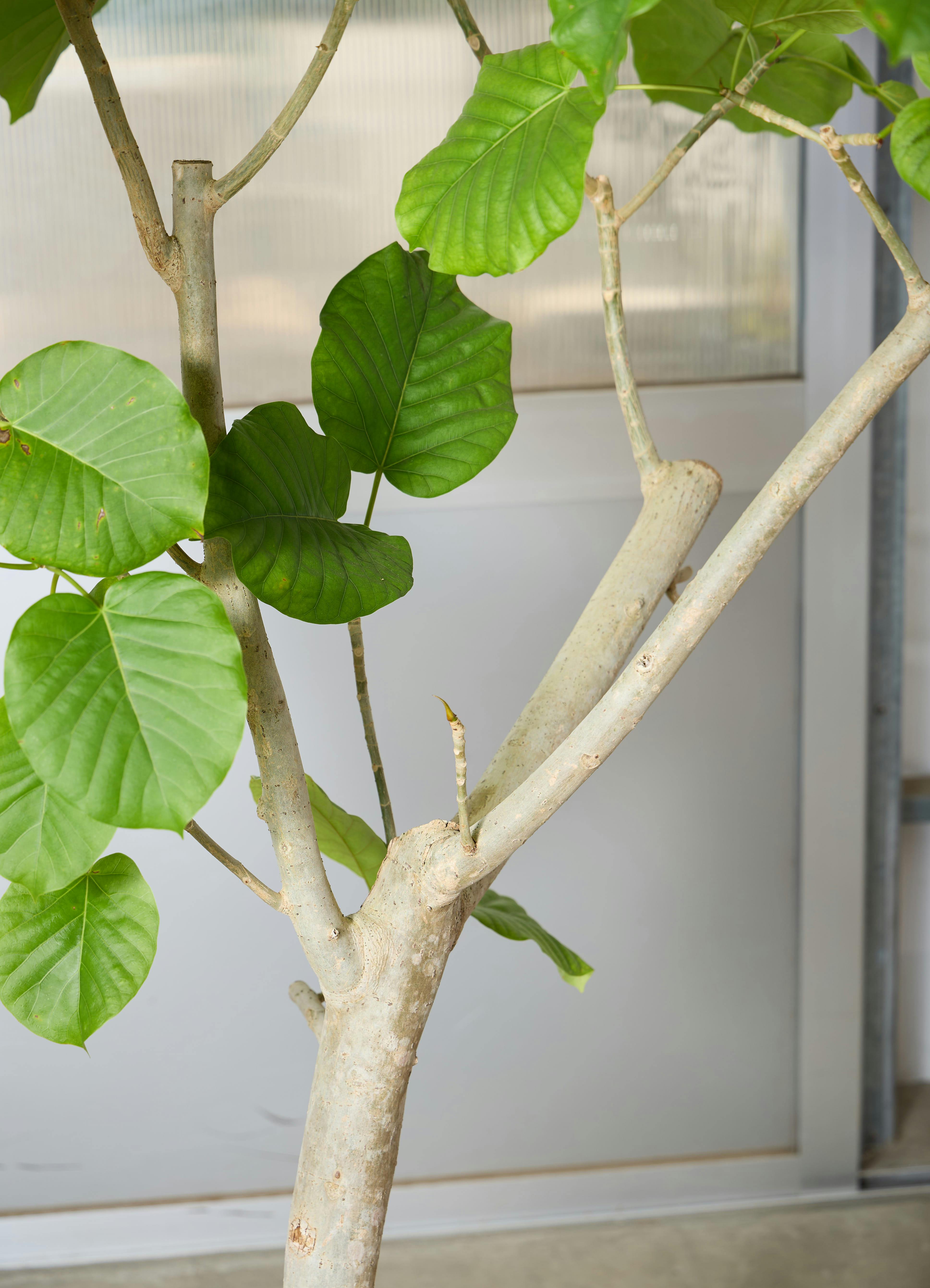観葉植物 フィカス ウンベラータ 【165cm】 10号 #72050 ※1都3県配送 