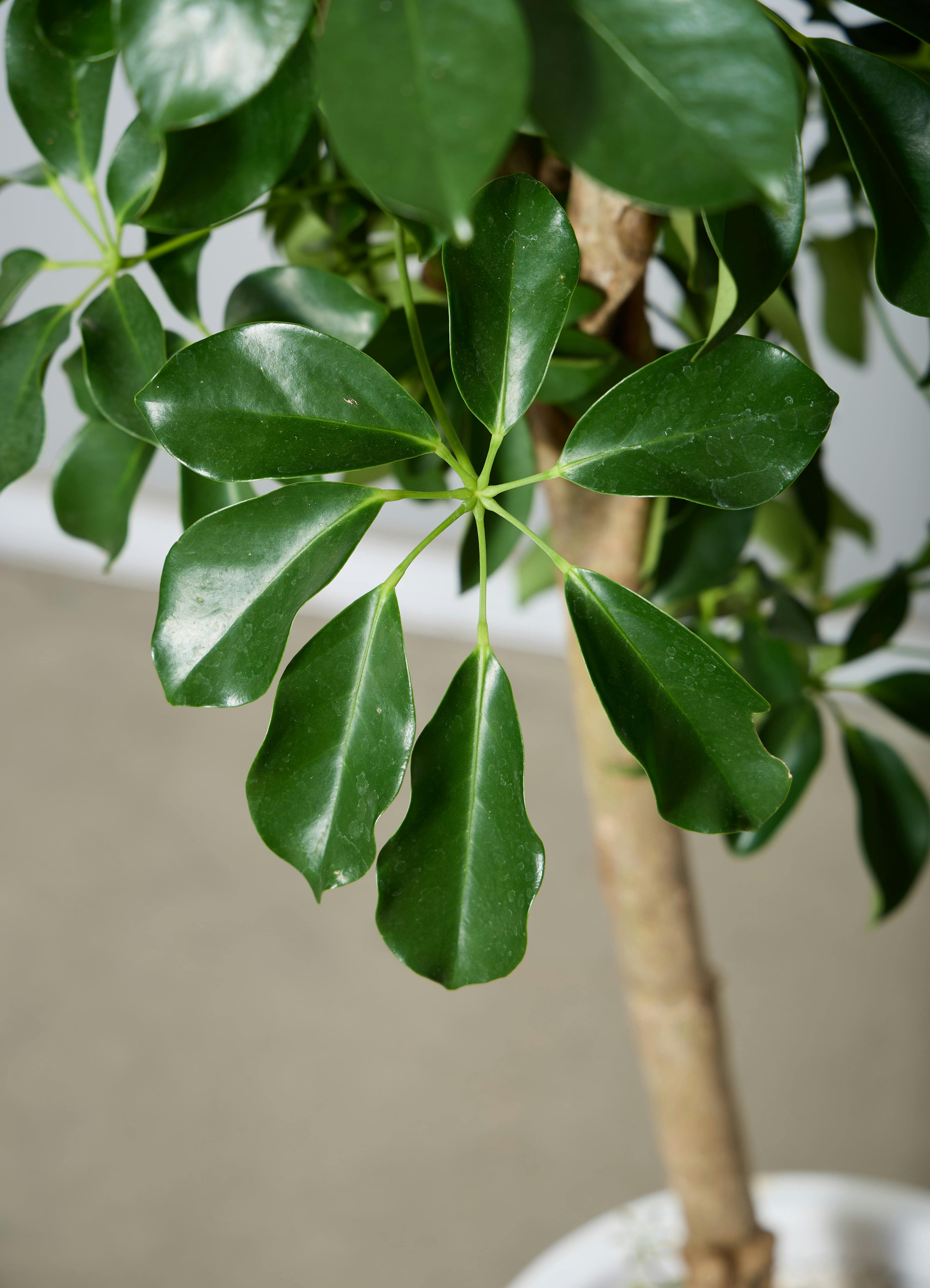 観葉植物 カポック（シェフレラ） 【170cm】 10号 グリーンブレイズ