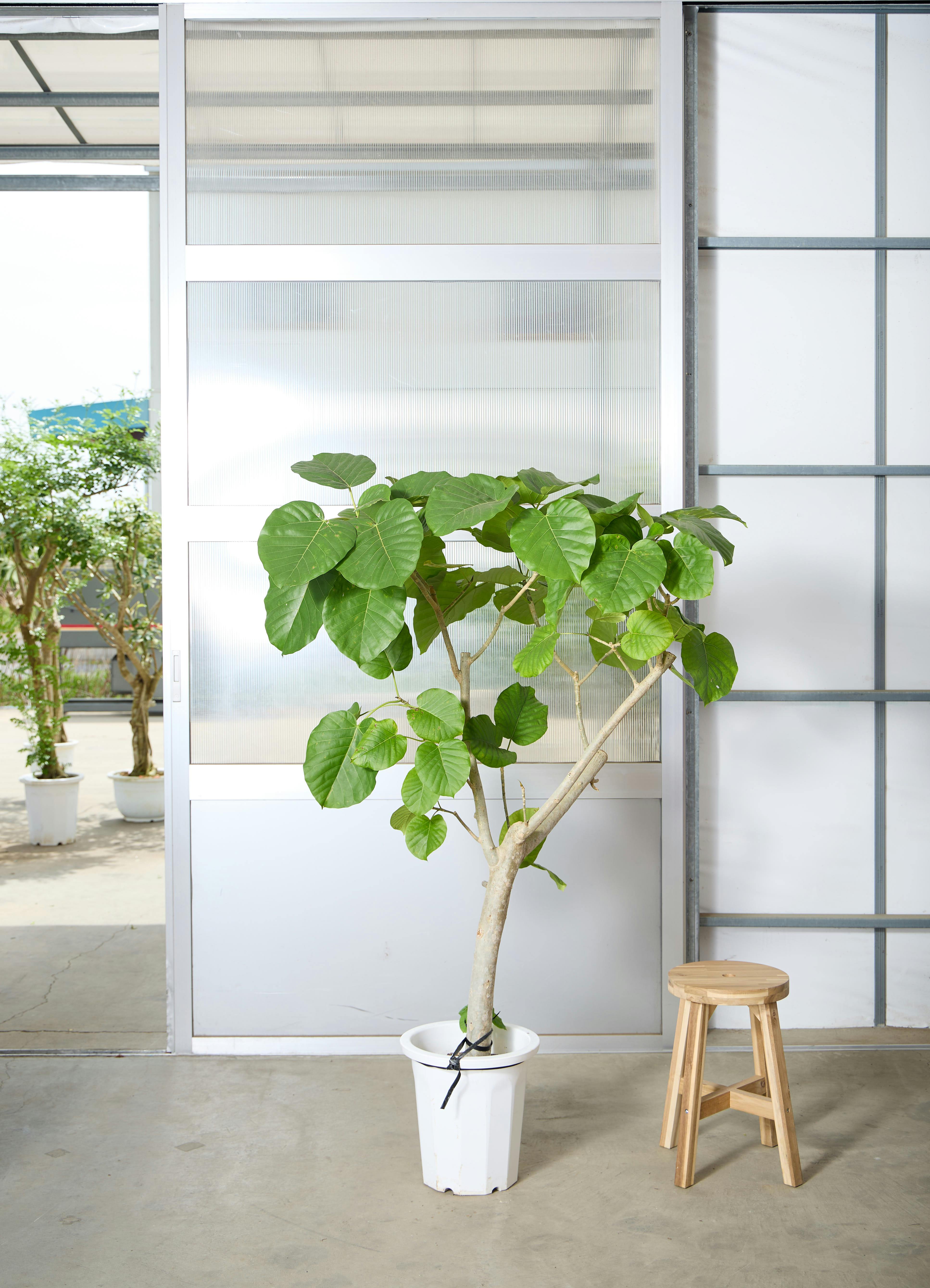 観葉植物 フィカス ウンベラータ 風水 | HitoHana（ひとはな）