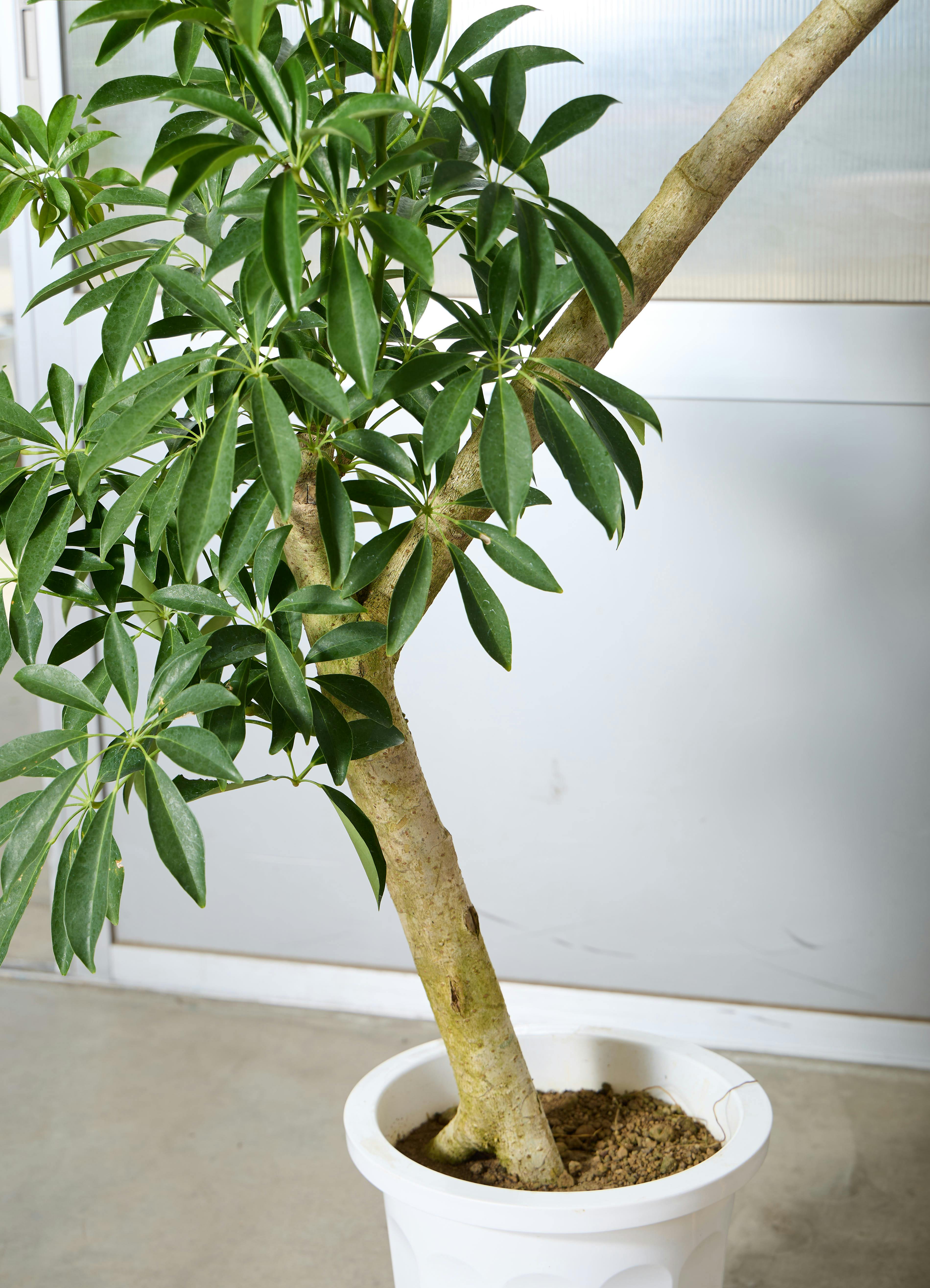 シェフレラ 190cm 10号 観葉植物 シェフレラ 【190cm】 10号 #72043 ※1都3県配送限定商品