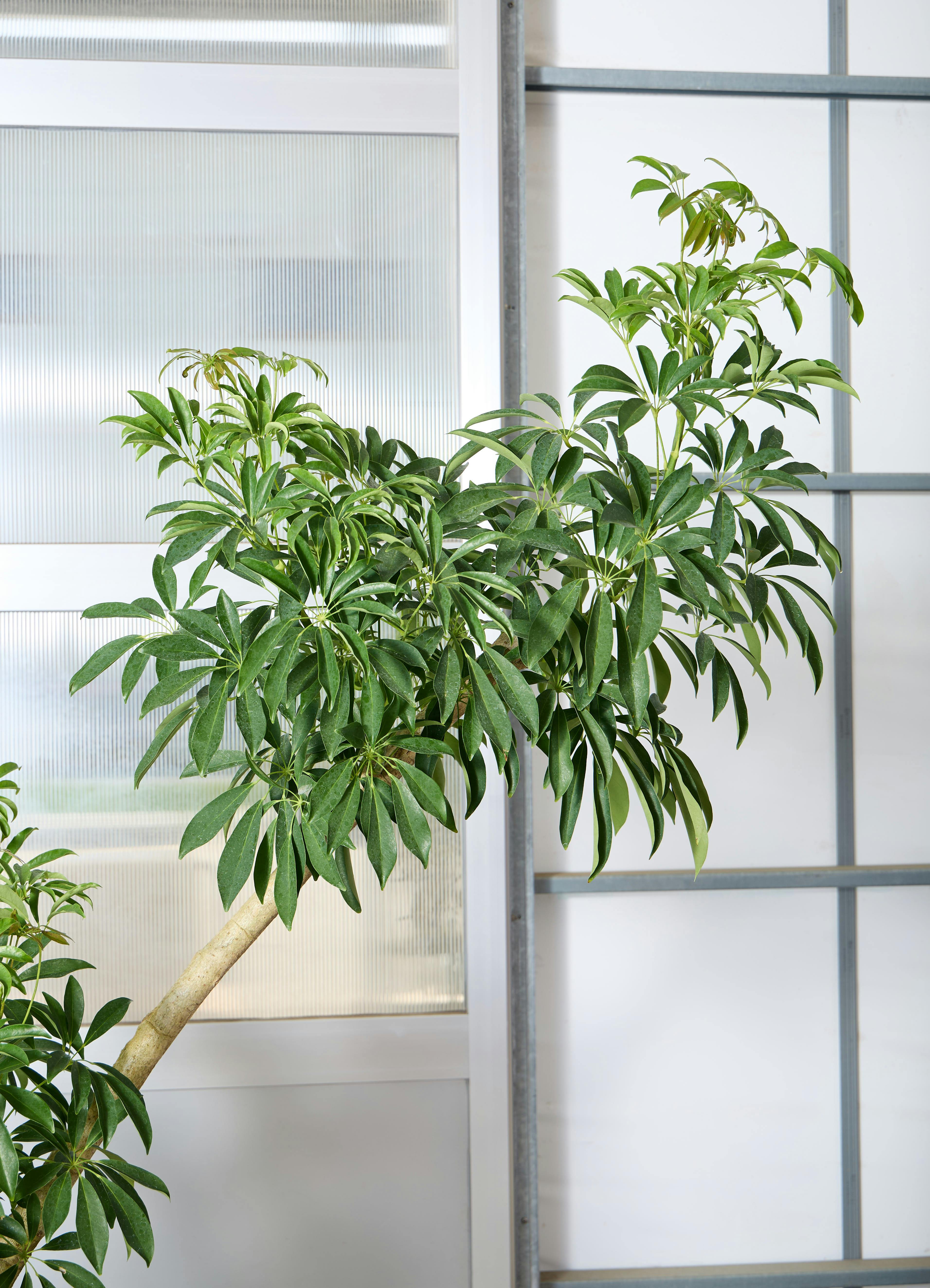 シェフレラ 190cm 10号 観葉植物 シェフレラ 【190cm】 10号 #72043 ※1都3県配送限定商品