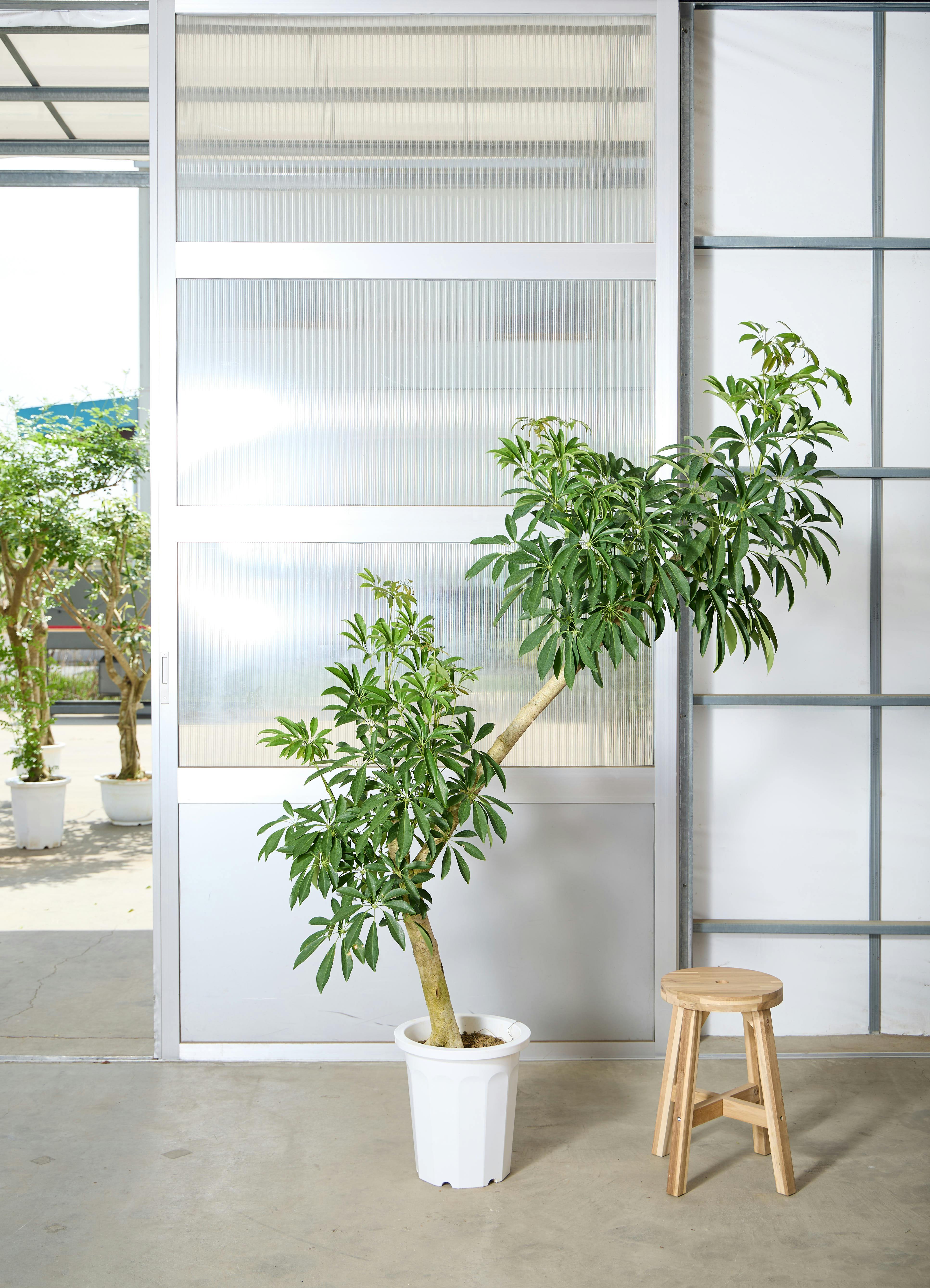 170cm以上の観葉植物 | 送料無料でお届け | Hitohana（ひとはな）