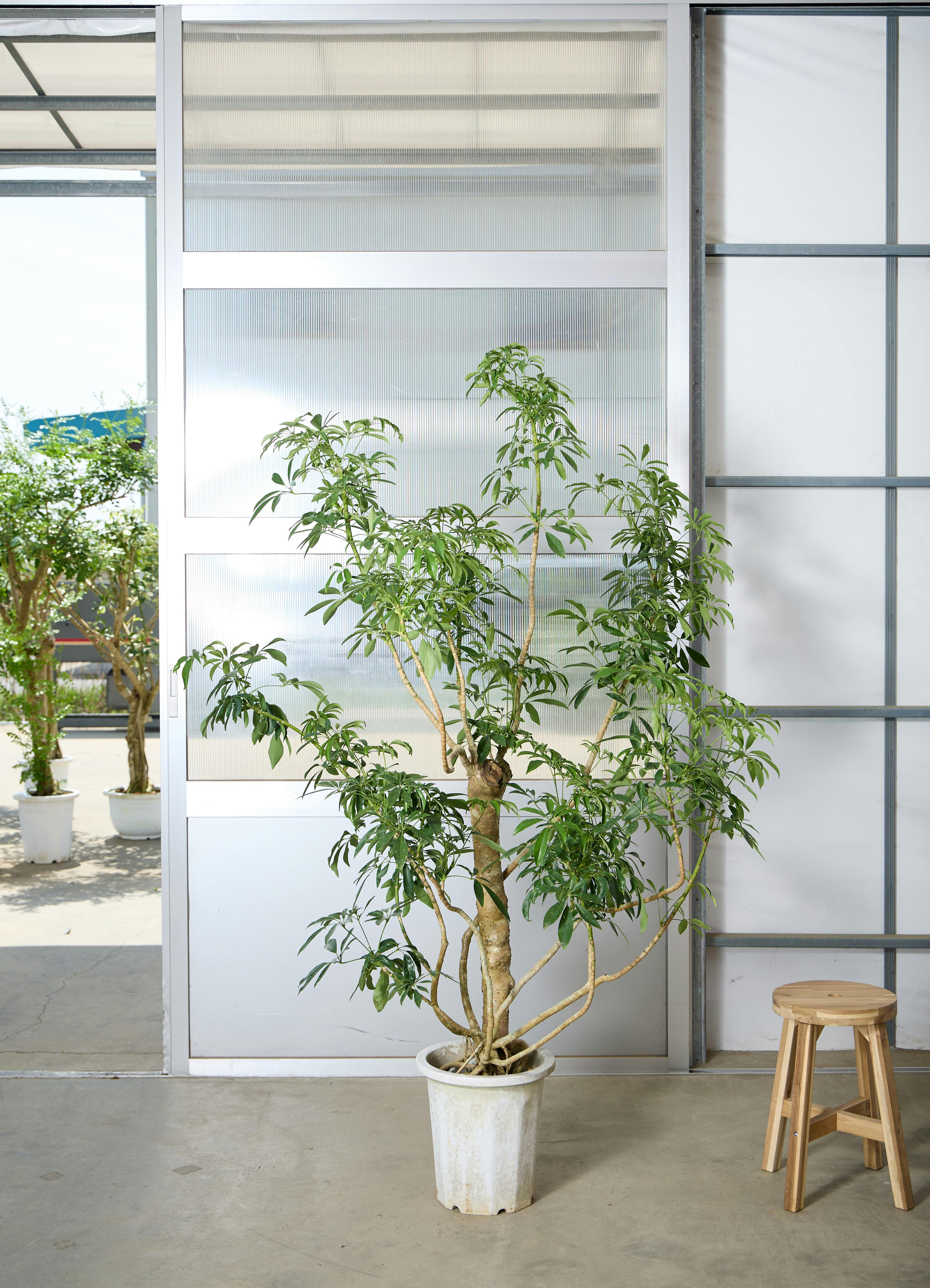 観葉植物 シェフレラ（カポック） 【180cm】 10号 #72049 ※1都3県配送