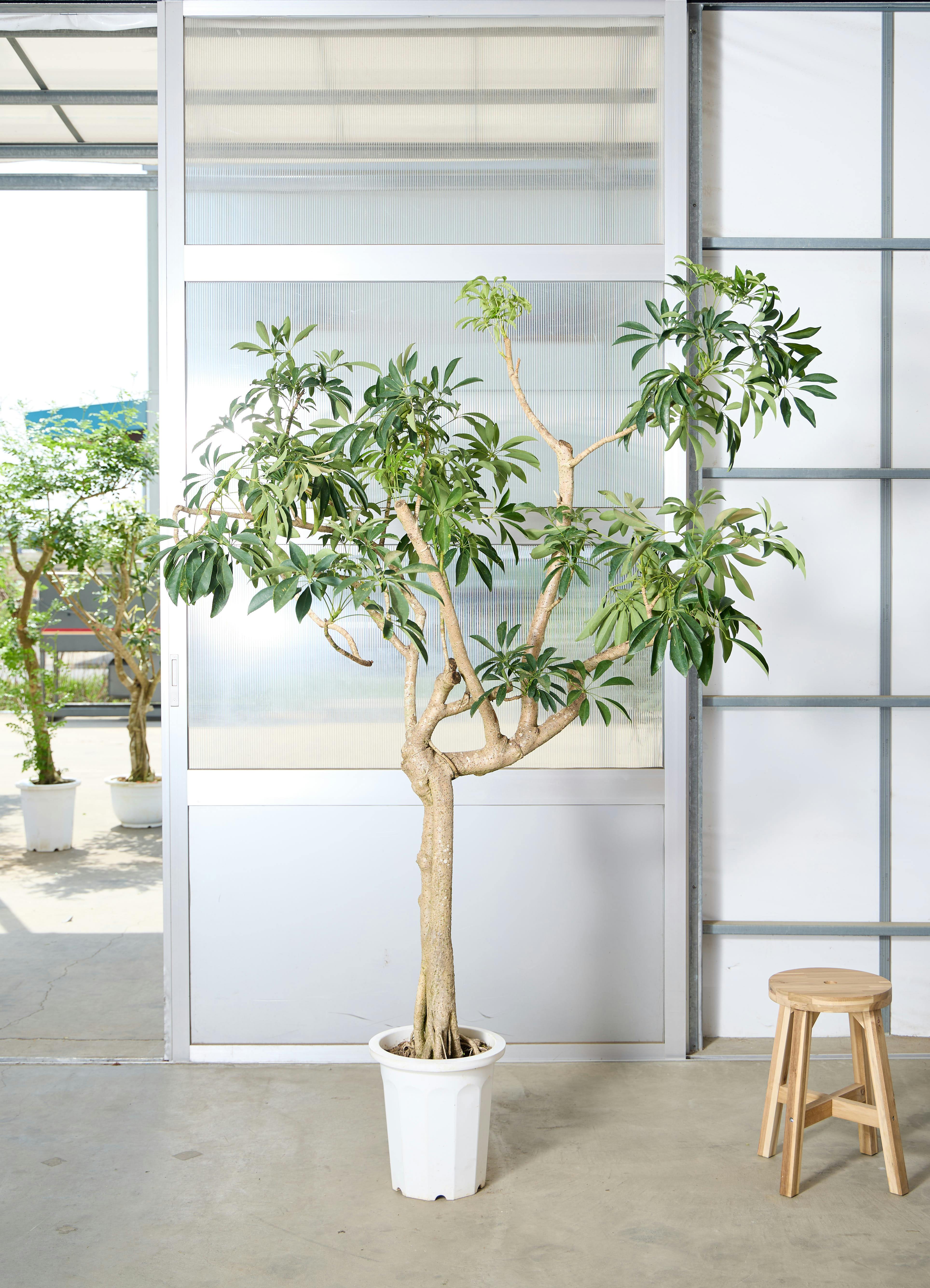 シェフレラ（カポック） | 観葉植物の通販ならHitoHana