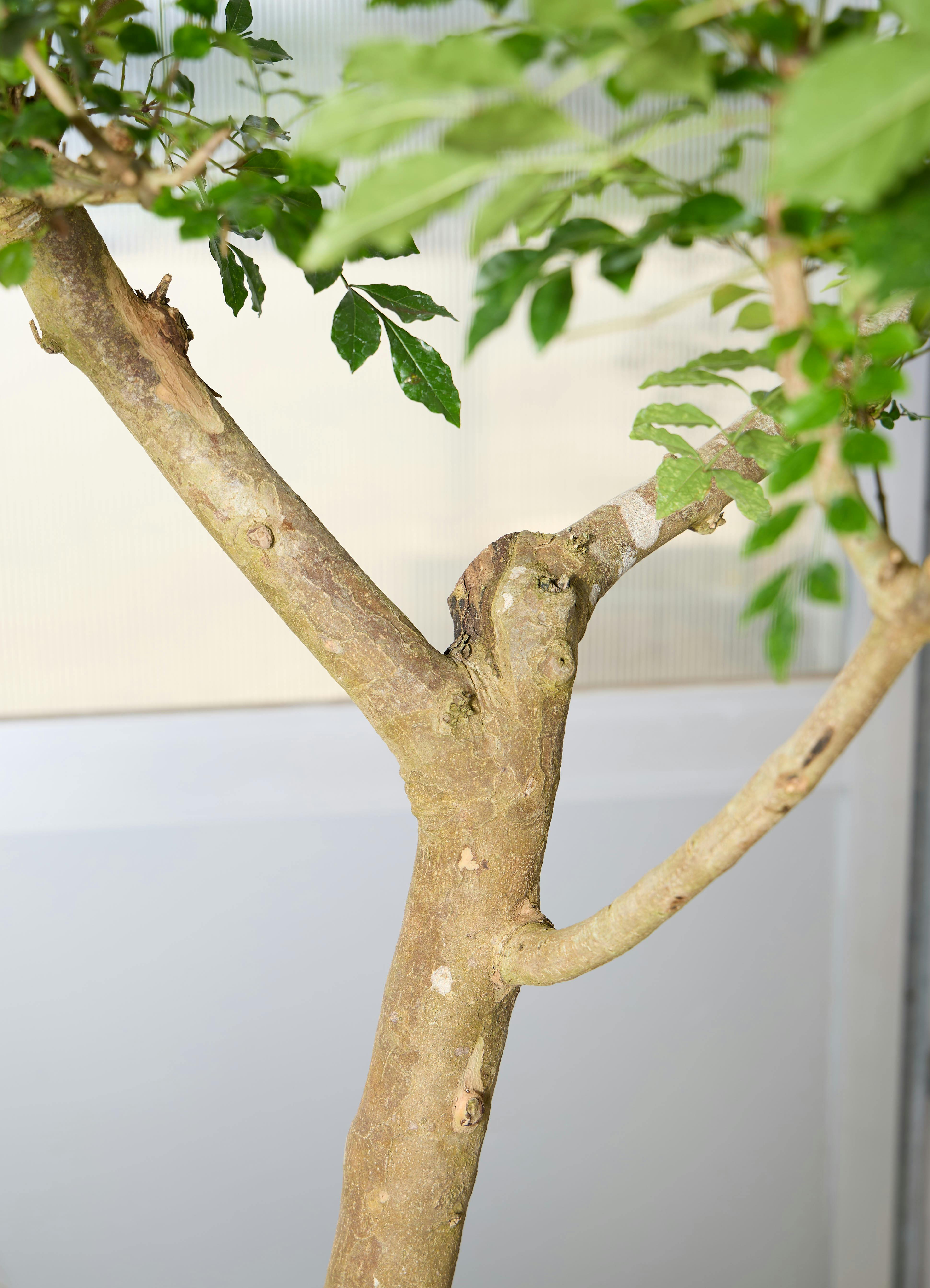 観葉植物 シマトネリコ 【180cm】 10号 幹立ち #72040 ※1都3県配送限定