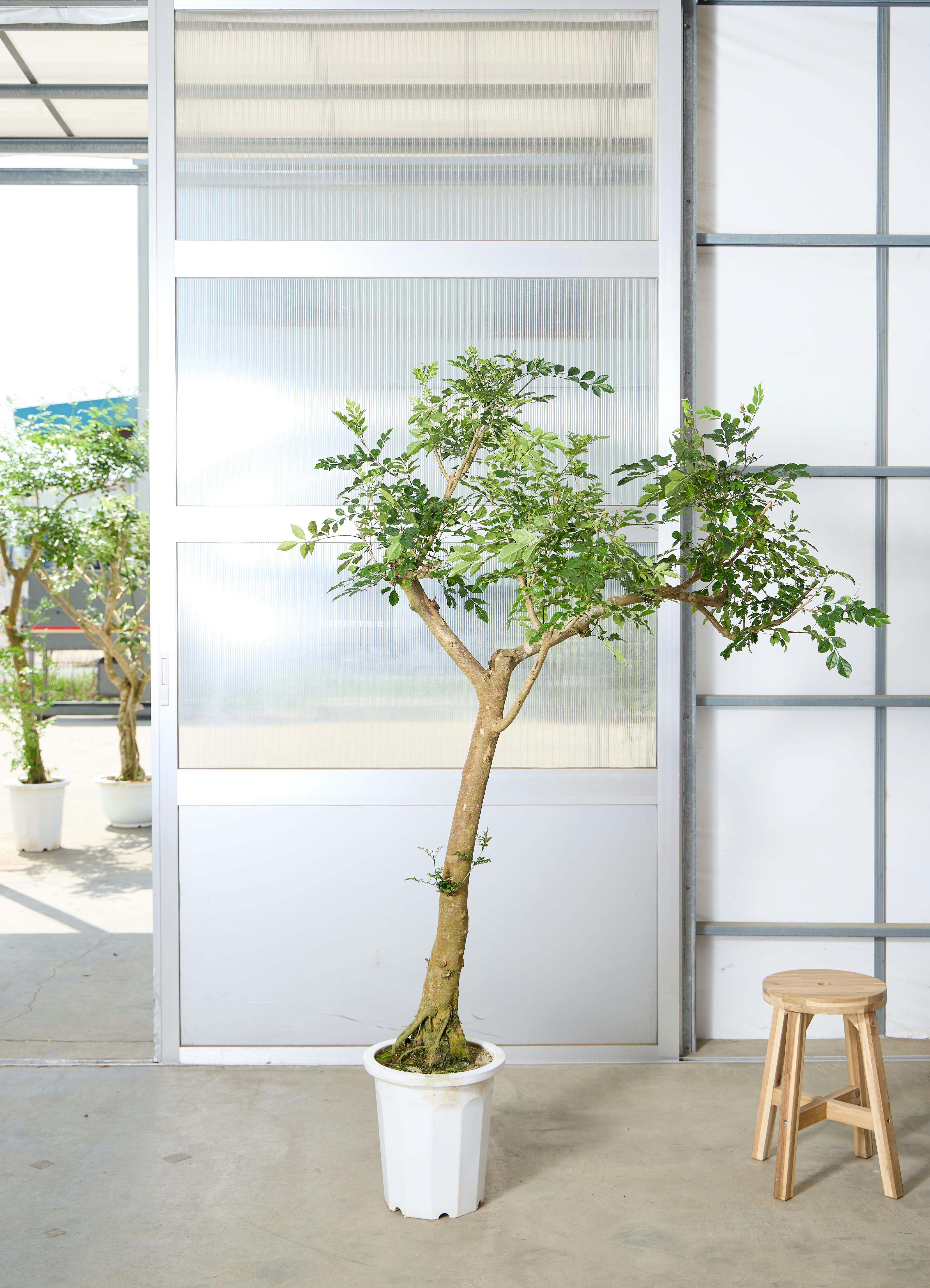 観葉植物・庭木（シマトネリコ／170cm） 観葉植物 シマトネリコ 風水 | HitoHana（ひとはな）