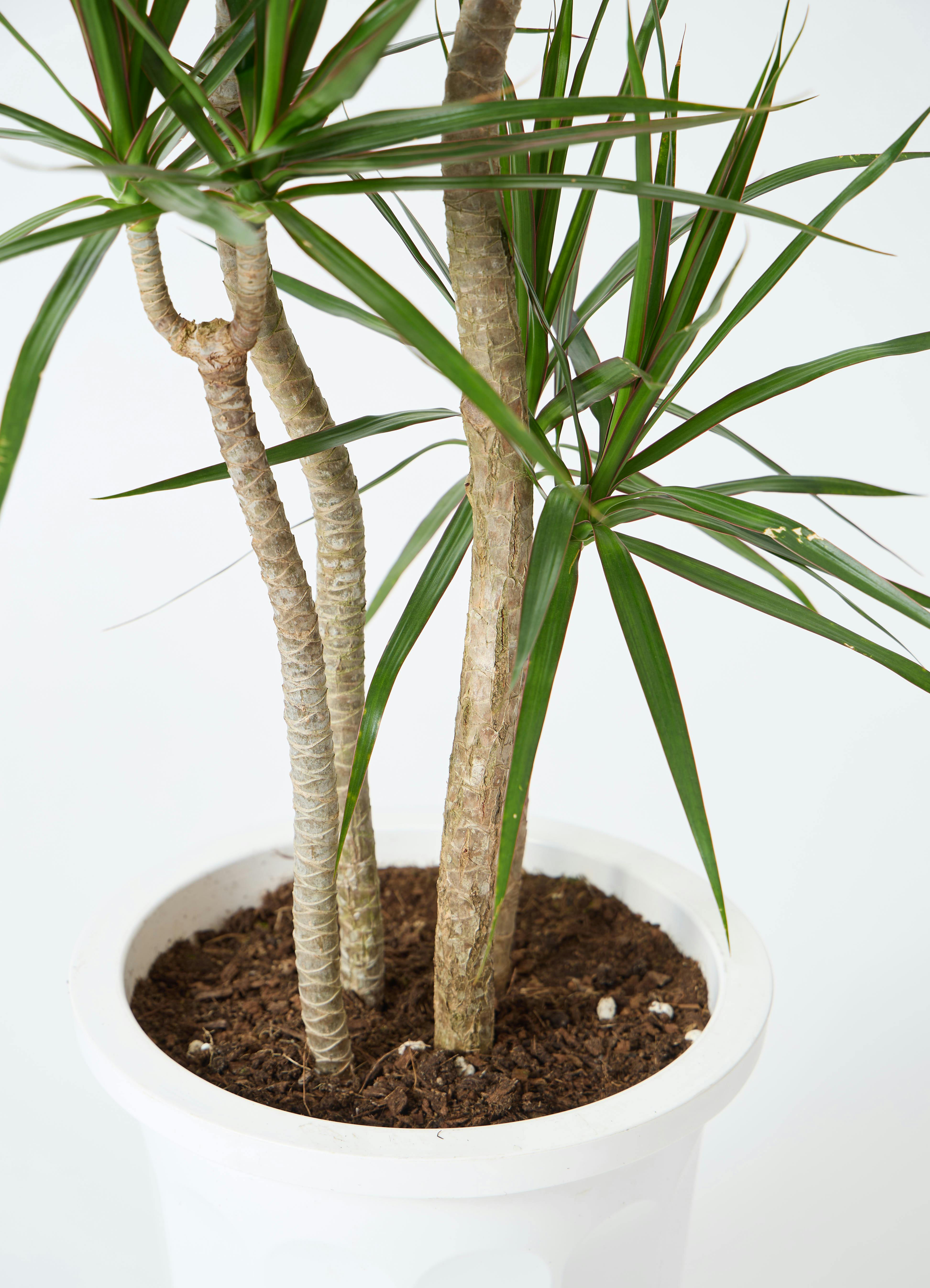 18【ドラセナ コンシンネ 約150cm】大型観葉植物｜西海岸インテリア｜シンボルツリー｜BLUE DOOR PLANTS ドラセナ コンシンネ 150cm (ユッカ フェイクグリーン 樹木 人工観葉