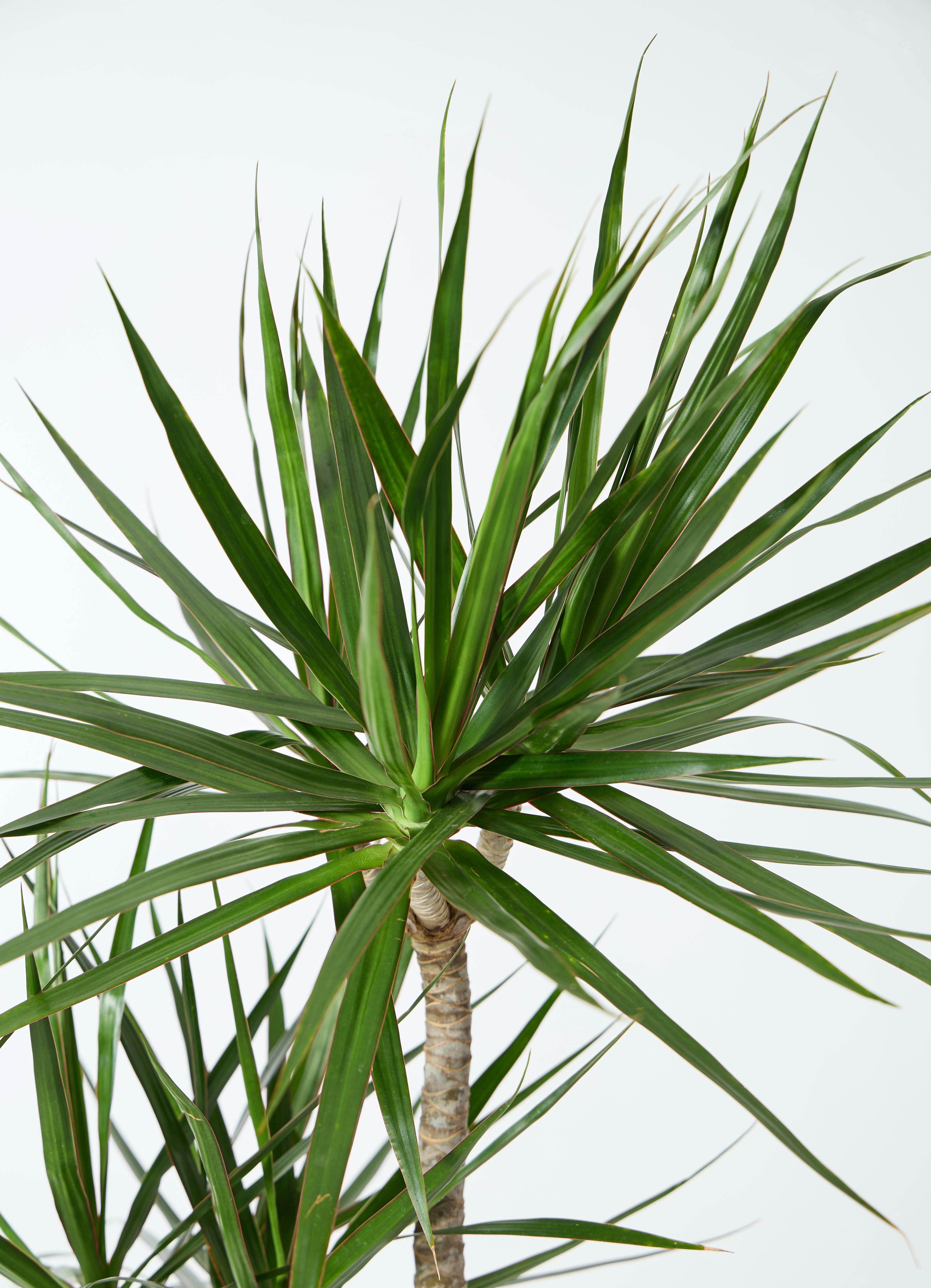 観葉植物 ドラセナ コンシンネ 10号 寄せ 竹バスケット 付き | 観葉