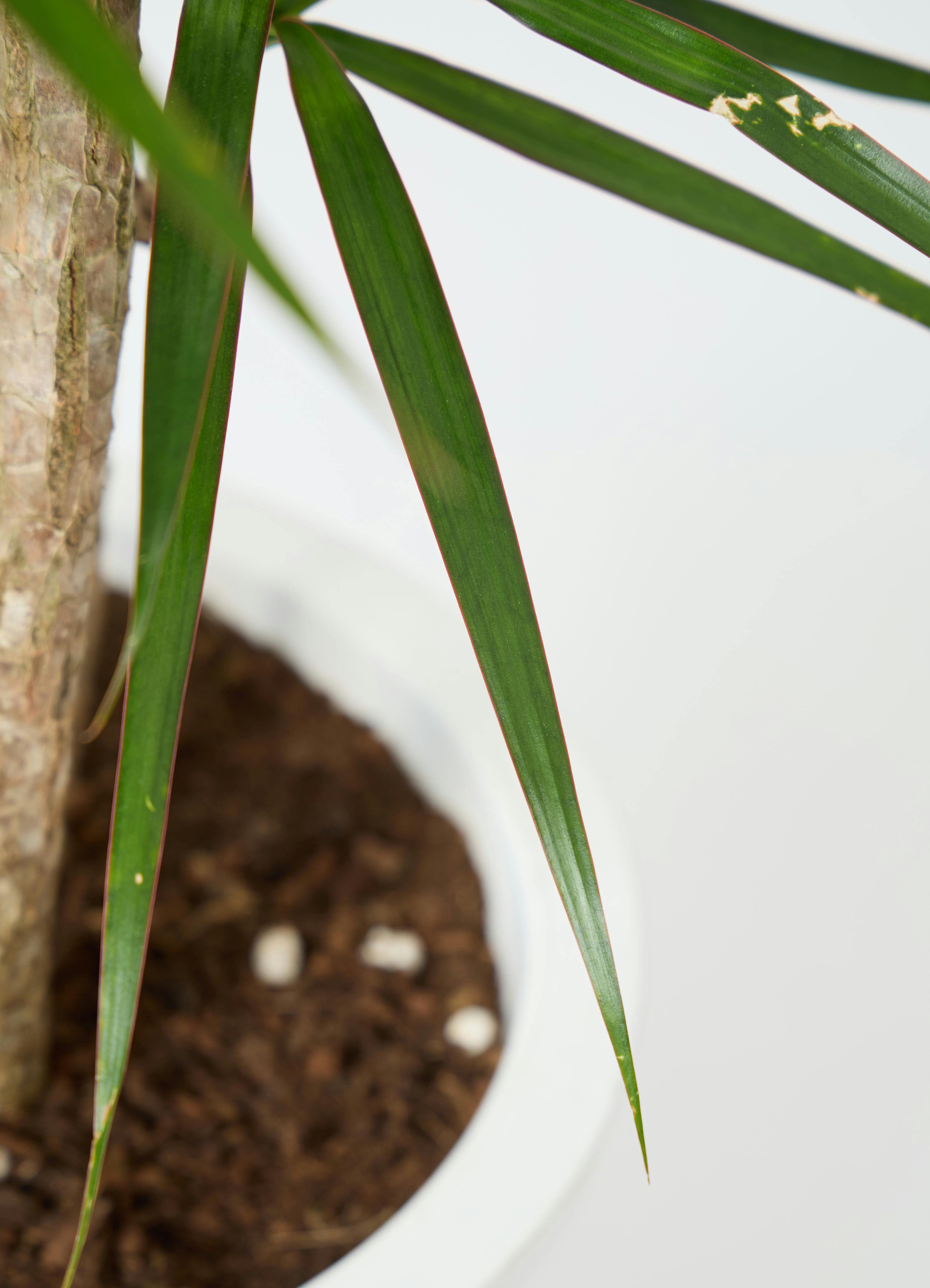 【値下げ】ドラセナ・コンシンネ（観葉植物）高さ190cm／鉢30cm（10号目安）引き取り限定【20%OFF】 観葉植物 ドラセナ コンシンネ 10号 ウッドプランター 付き | 観葉植物