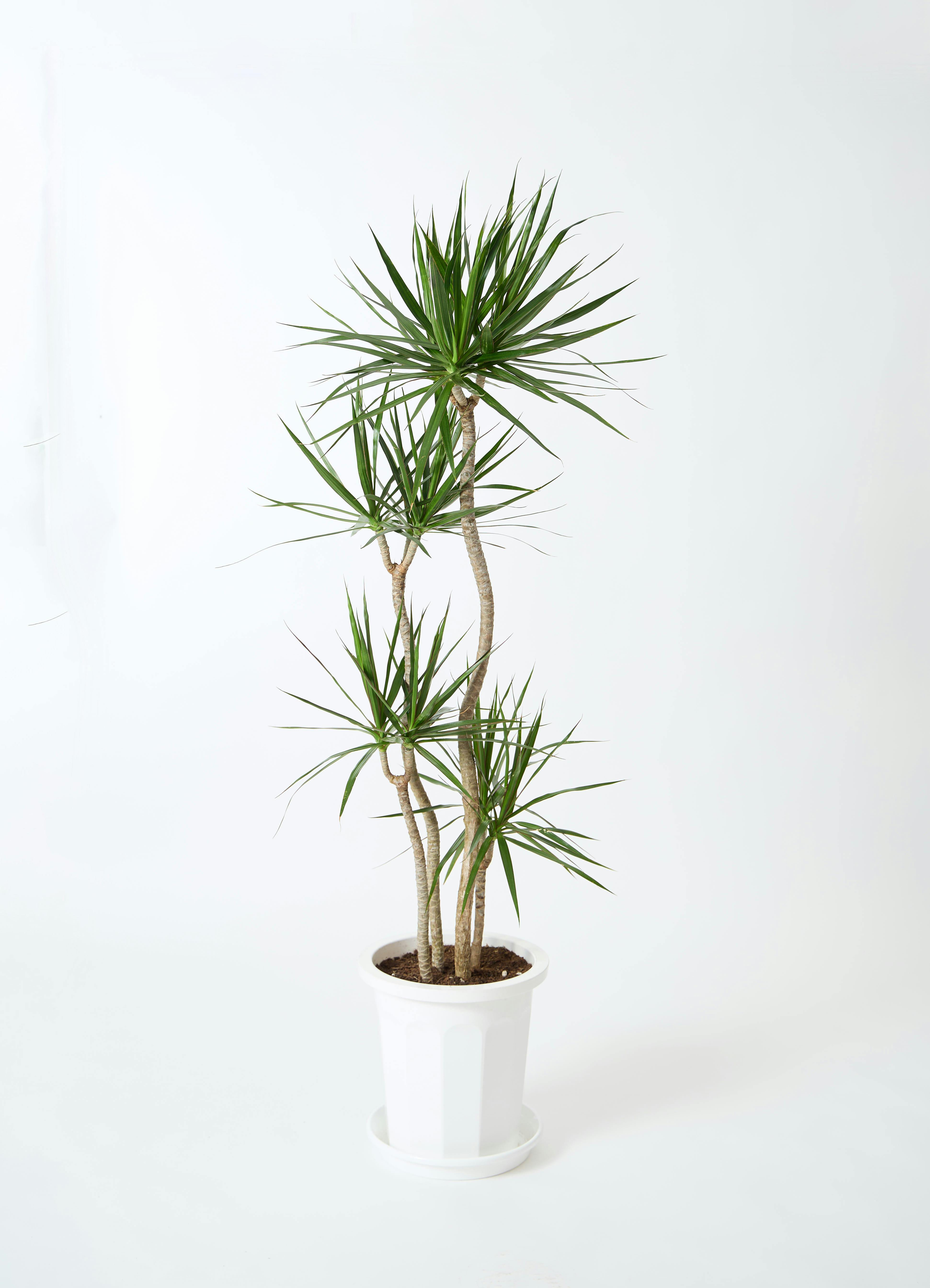 ドラセナ 観葉植物 ドラセナ コンシンネ 10号 寄せ ビアスソリッド アイボリー