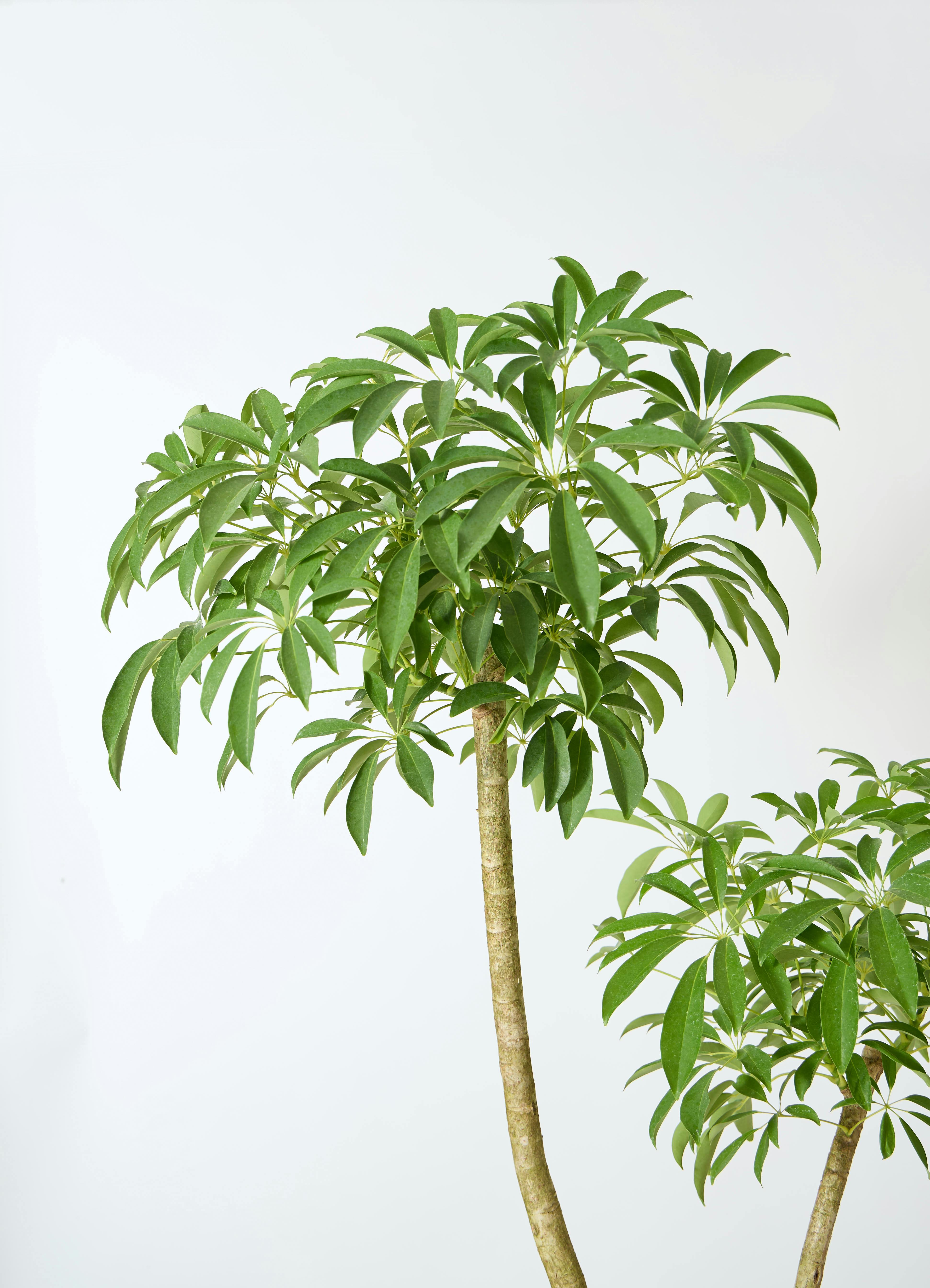 観葉植物 シェフレラ（カポック） 10号 朴 アートストーン ラウンド