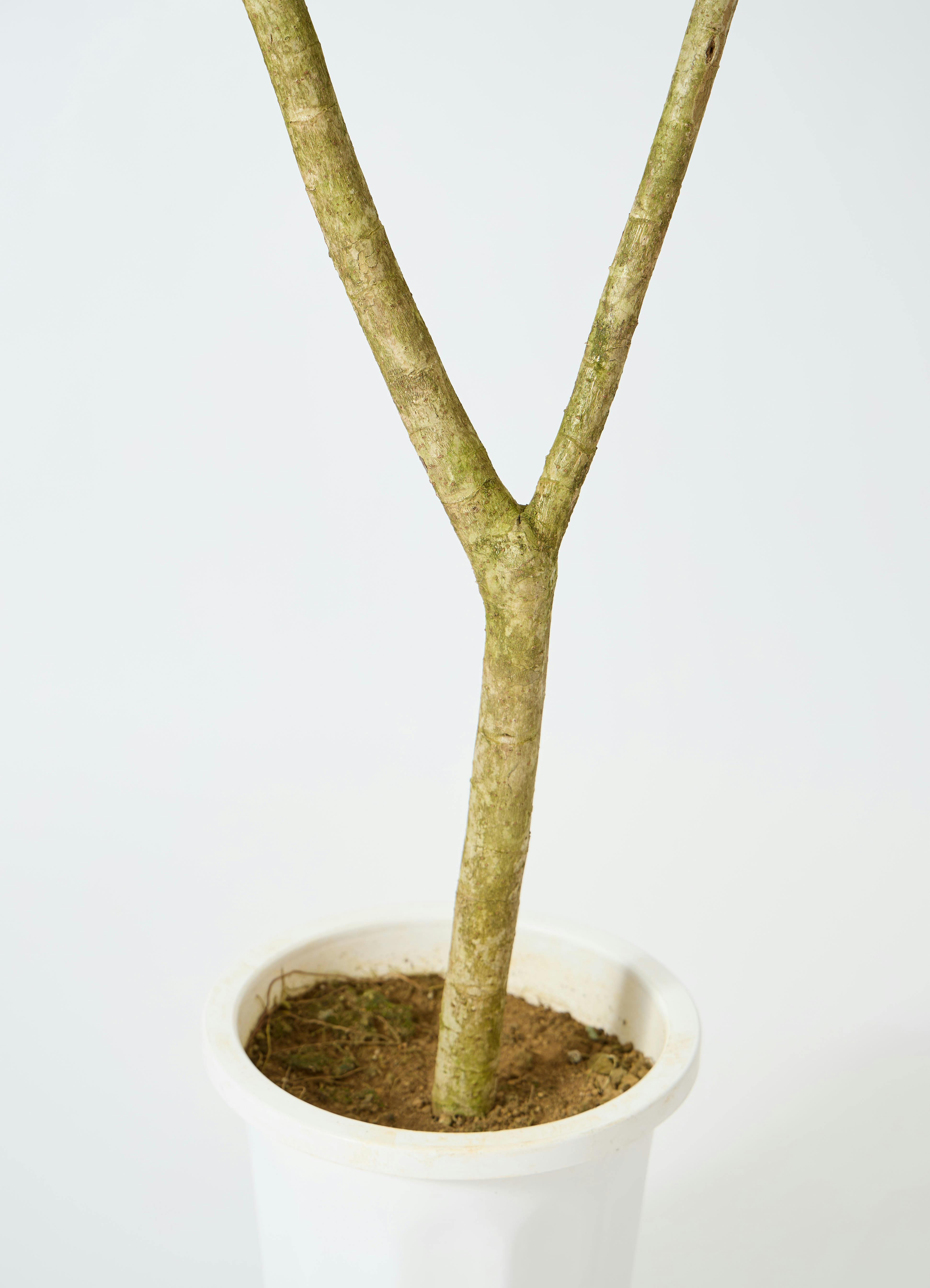 観葉植物 シェフレラ（カポック） 10号 朴 ラスターポット 付き | 観葉