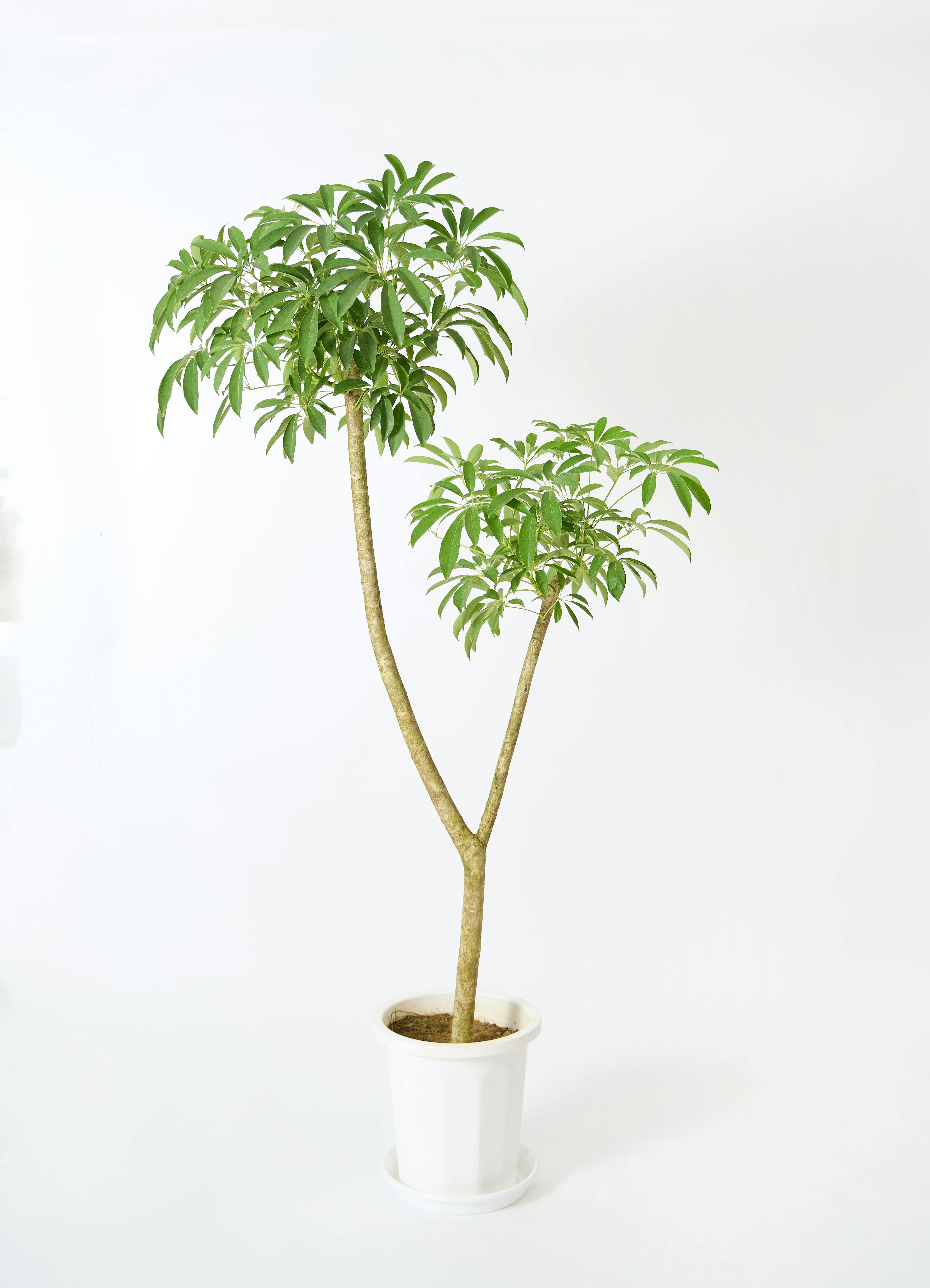 観葉植物 シェフレラ（カポック） 10号 朴 ビトロ エンデカ クリーム釉