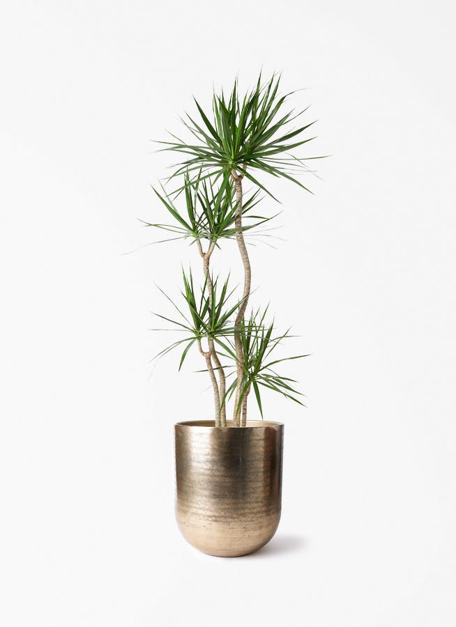 ドラセナ コンシンネ 10号 | 観葉植物 | インテリアやギフトに