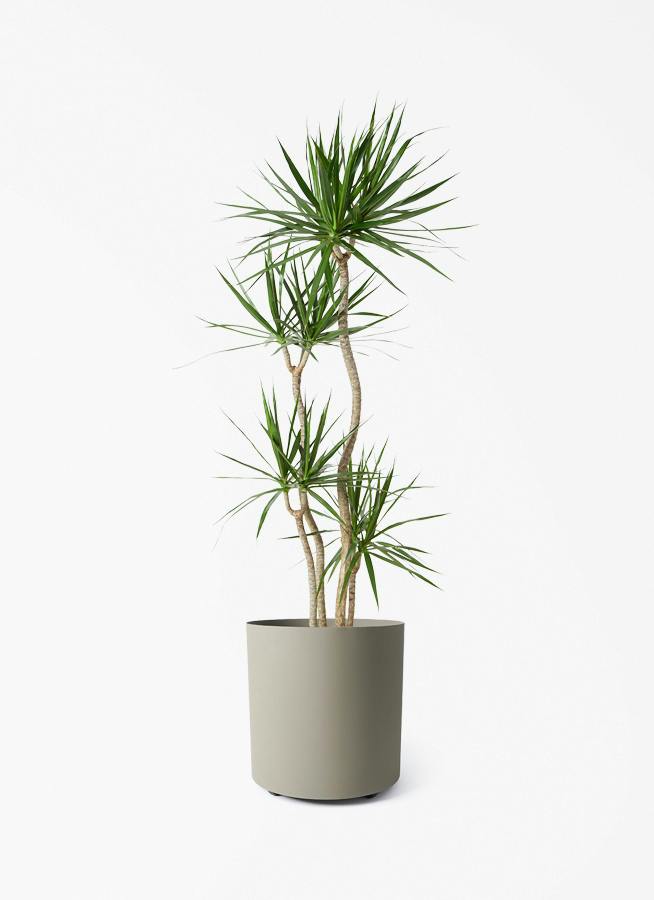 観葉植物 ドラセナ コンシンネ 10号 寄せ フェルム シリンダー