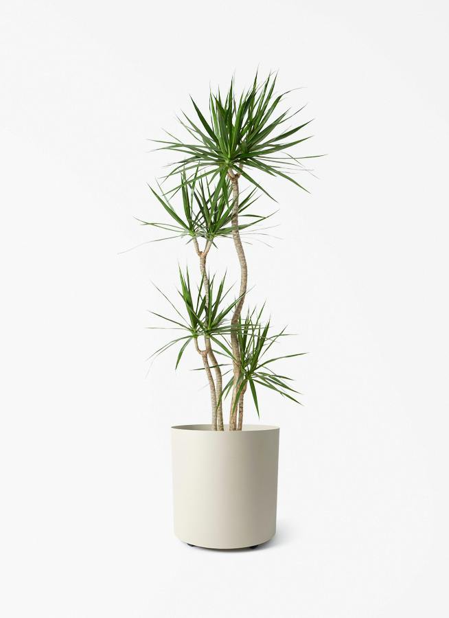 観葉植物 ドラセナ コンシンネ 10号 寄せ フェルム シリンダー