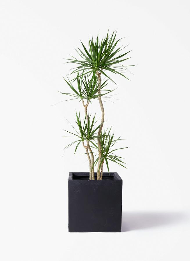 観葉植物 ドラセナ コンシンネ 10号 寄せ ベータ キューブプランター