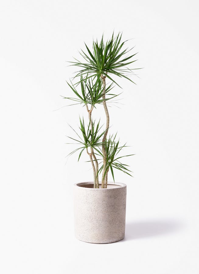 ドラセナ コンシンネ 10号 | 観葉植物 | インテリアやギフトに