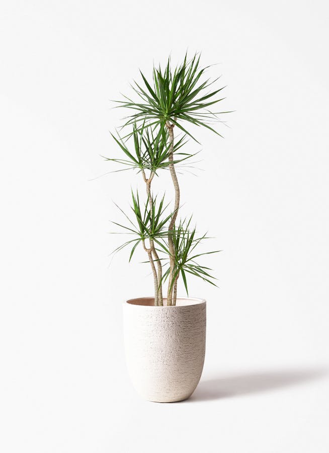 現品　ドラセナ　コンシンネ　トリカラー　29番　観葉植物　特大　インテリア　室内 ドラセナ コンシンネ 寄せ | 観葉植物 | インテリアやギフトに
