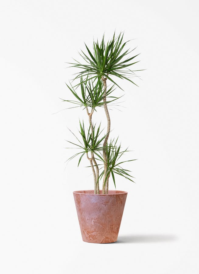 ドラセナ 10号 | 観葉植物の通販ならHitoHana（ひとはな）