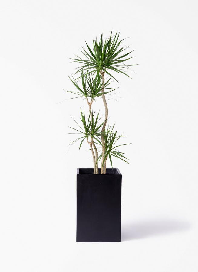 観葉植物 ドラセナ コンシンネ 10号 寄せ セドナロング 墨 付き | 観葉