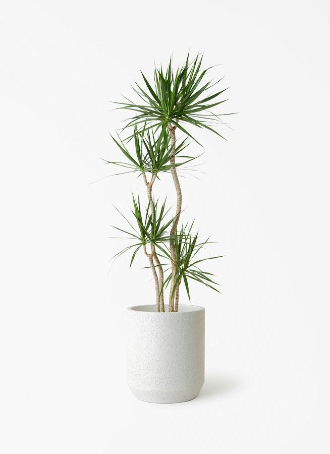 ドラセナ コンシンネ | 観葉植物の通販ならHitoHana（ひとはな）