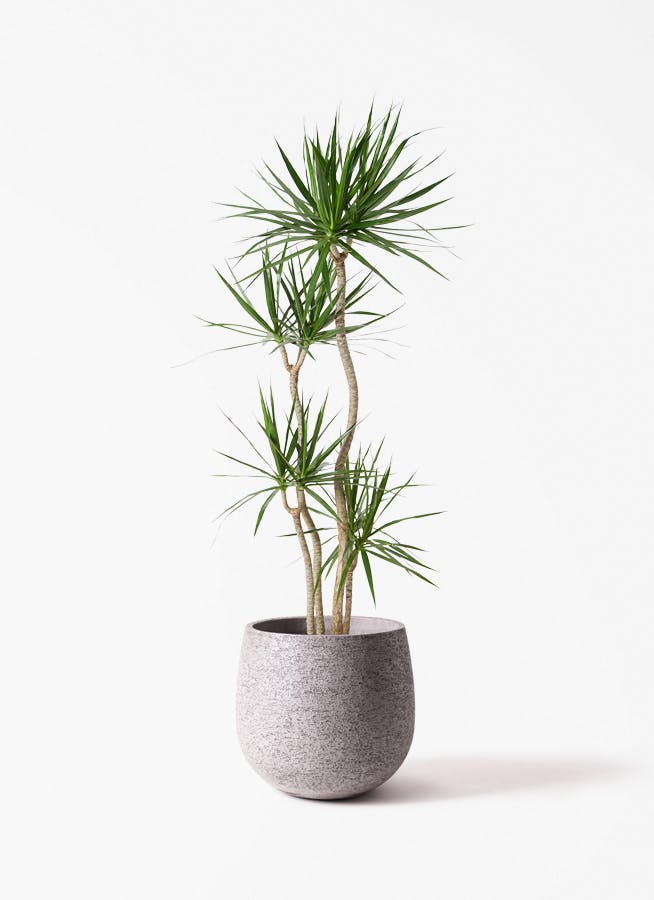 ドラセナ 10号 | 観葉植物の通販ならHitoHana（ひとはな）