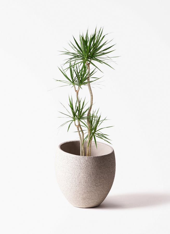 ⭐ドラセナ ・コンシンネ⭐3点セット ドラセナ コンシンネ 10号 | 観葉植物 | インテリアやギフトに