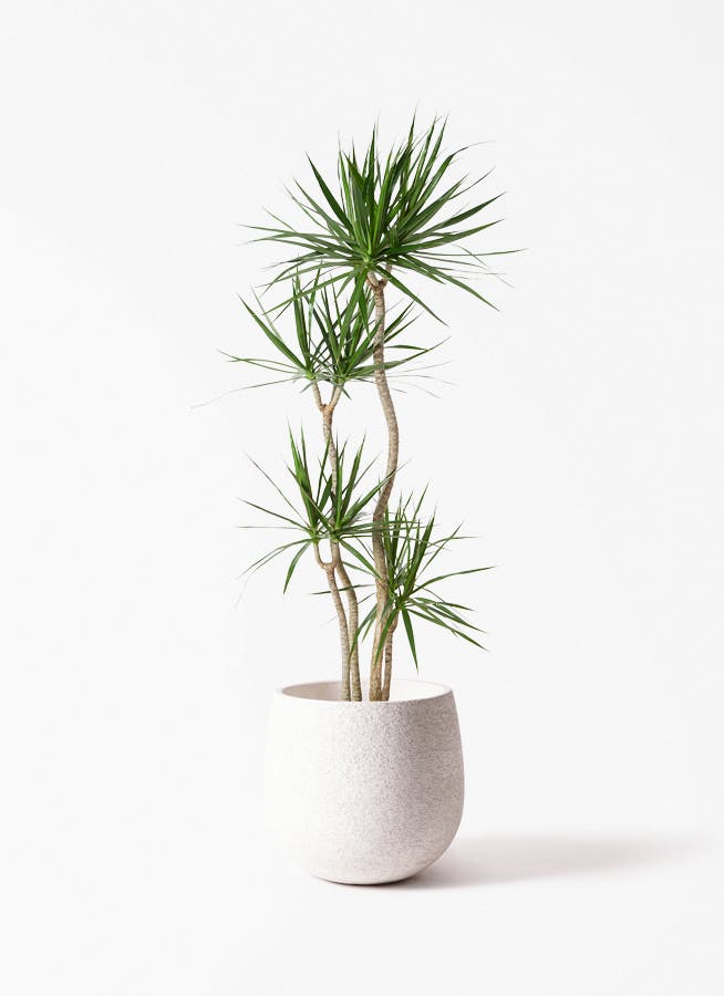 観葉植物 ドラセナ 観葉植物 ドラセナ コンシンネ L 10号鉢 植物 10号 インテリア 室内