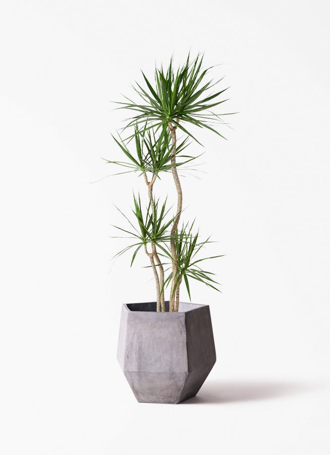 ドラセナ コンシンネ | 観葉植物の通販ならHitoHana（ひとはな）
