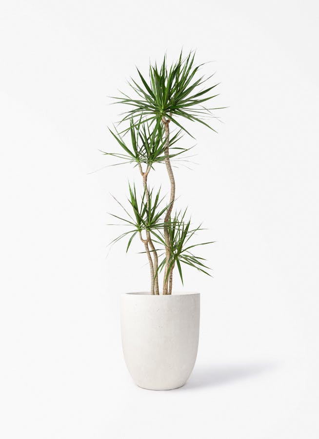 ドラセナ 10号 | 観葉植物の通販ならHitoHana（ひとはな）