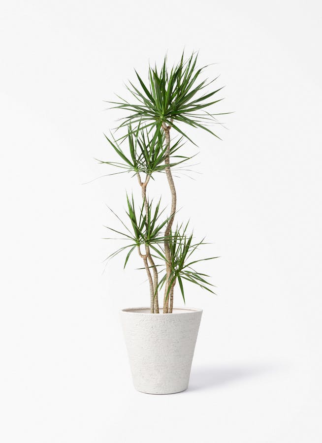 ドラセナ 10号 | 観葉植物の通販ならHitoHana（ひとはな）