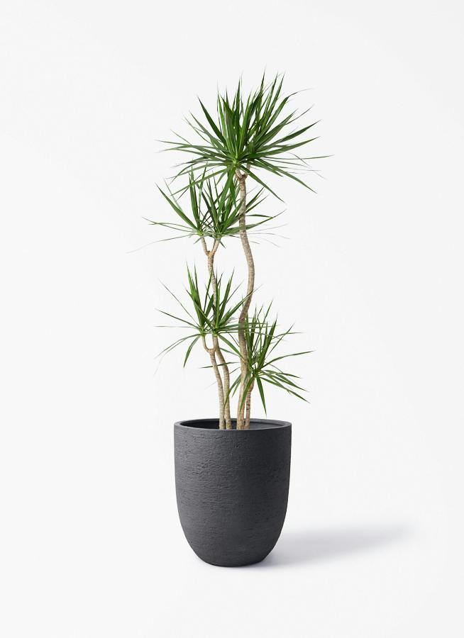 ドラセナ 10号 | 観葉植物の通販ならHitoHana（ひとはな）