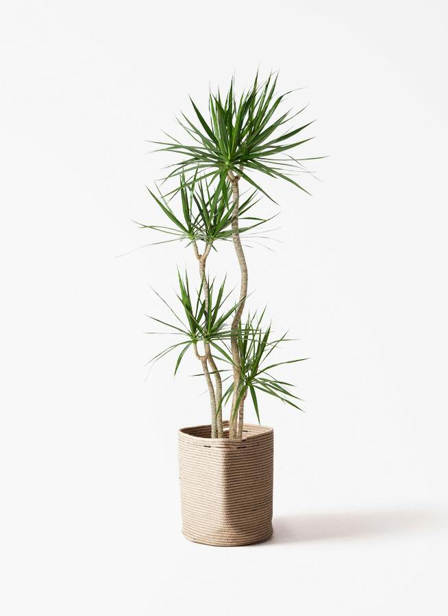 観葉植物 ドラセナ コンシンネ 10号 寄せ リブバスケットNatural 付き