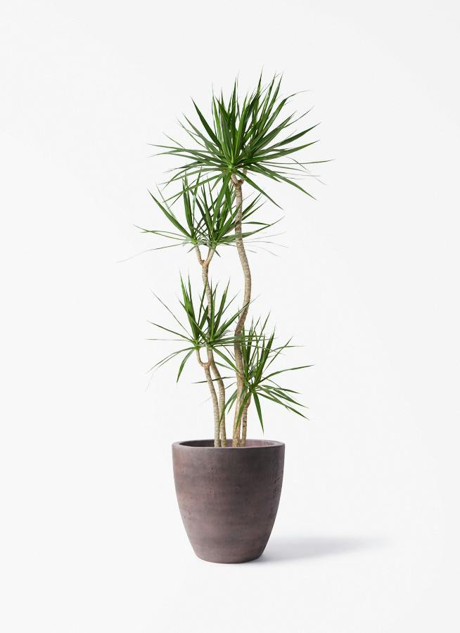 ドラセナ コンシンネ | 観葉植物の通販ならHitoHana（ひとはな）