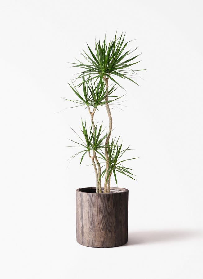 ドラセナ 10号 | 観葉植物の通販ならHitoHana（ひとはな）