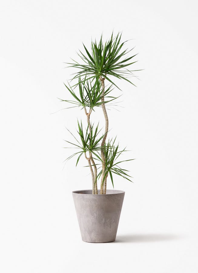 ドラセナ 10号 | 観葉植物の通販ならHitoHana（ひとはな）