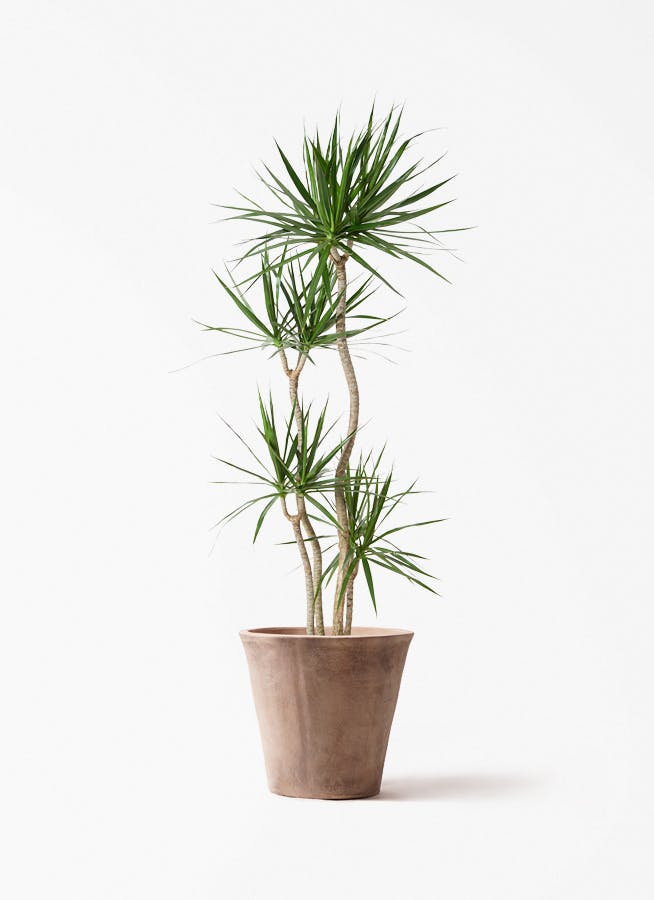 ドラセナ コンシンネ | 観葉植物の通販ならHitoHana（ひとはな）