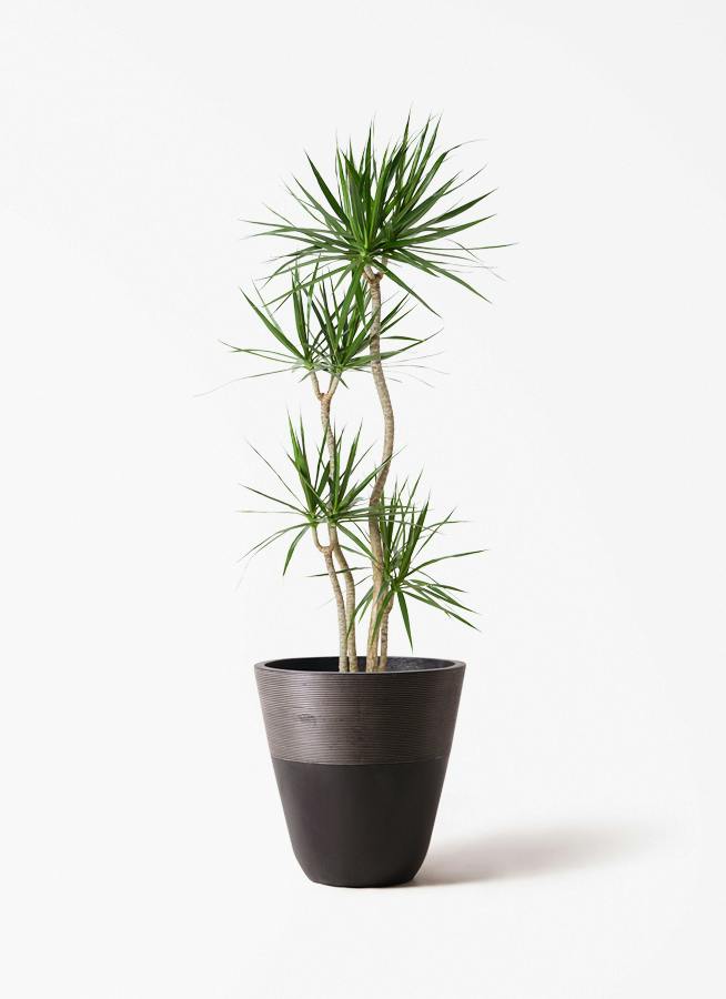 ドラセナ コンシンネ 10号 | 観葉植物 | インテリアやギフトに
