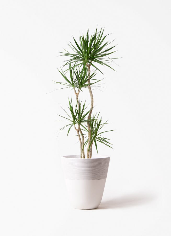 ドラセナ 10号 | 観葉植物の通販ならHitoHana（ひとはな）