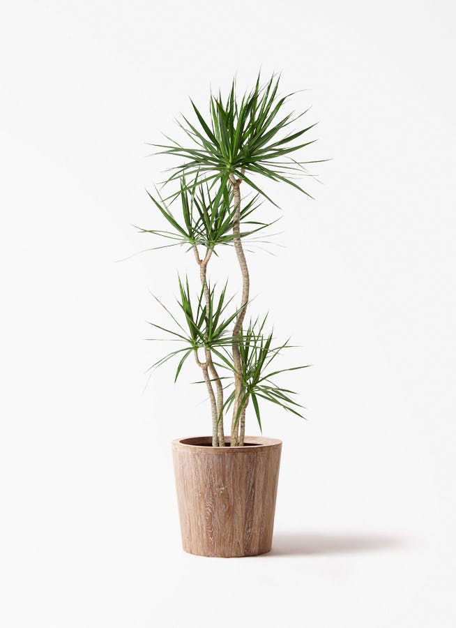 ドラセナ コンシンネ 10号 | 観葉植物 | インテリアやギフトに