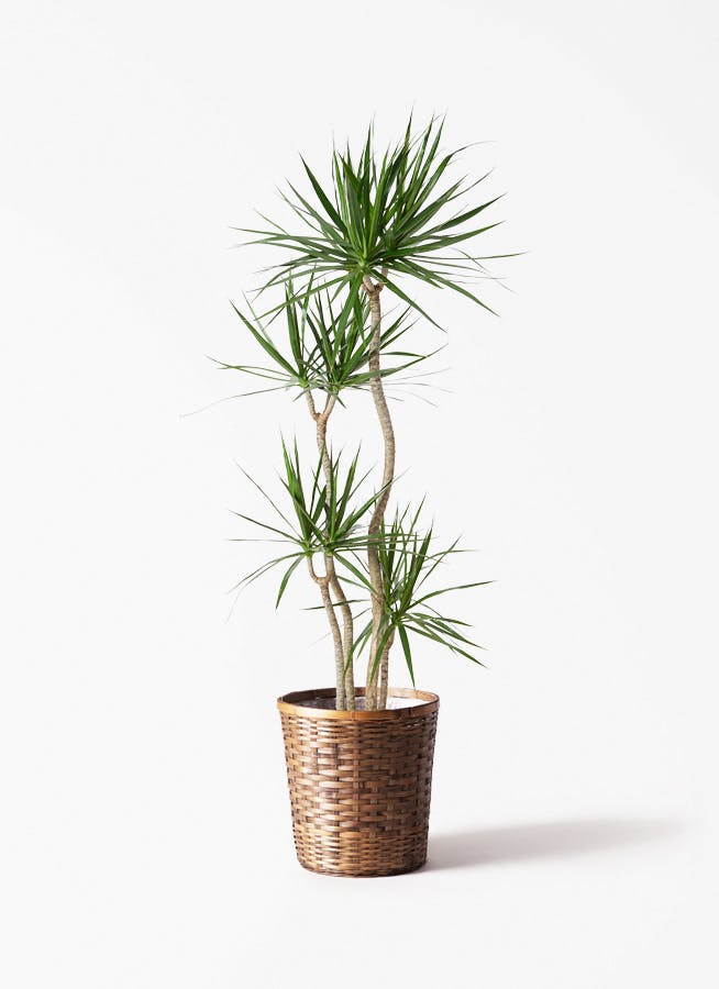 ドラセナ  コンシンネ 観葉植物 ドラセナ コンシンネ 10号 寄せ 竹バスケット 付き | 観葉