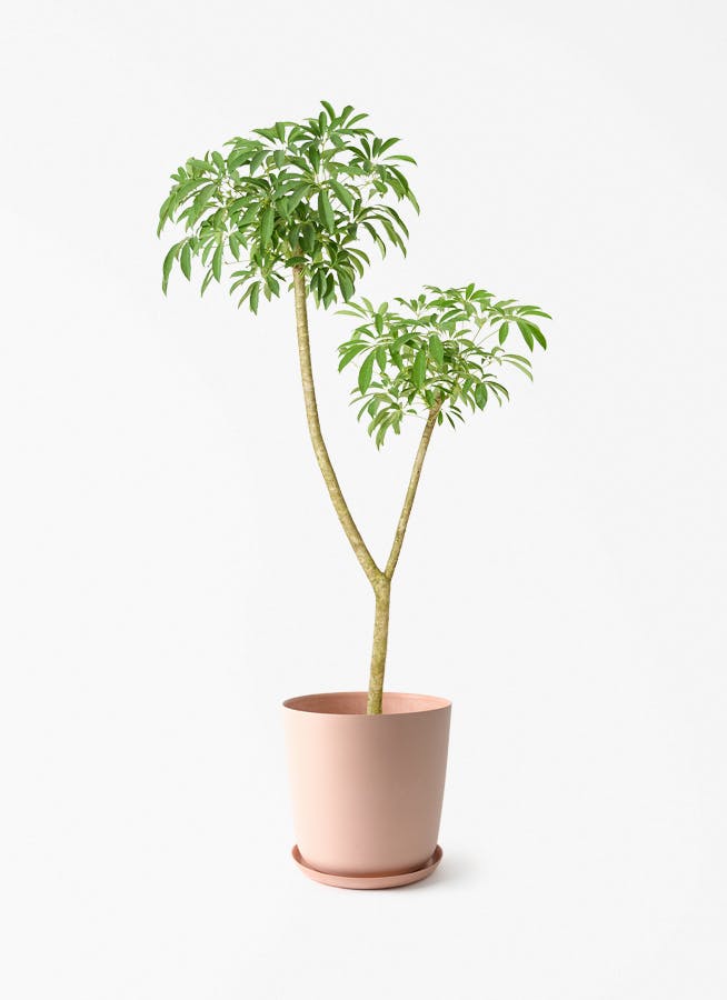 観葉植物 ドラセナ グローカル 10号 エステリ ピンク 付き | 観葉植物