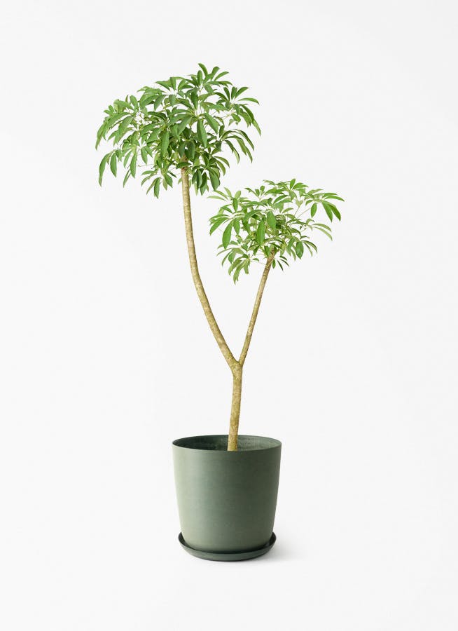 観葉植物 ドラセナ ソング オブ インディア 10号 エステリ グリーン